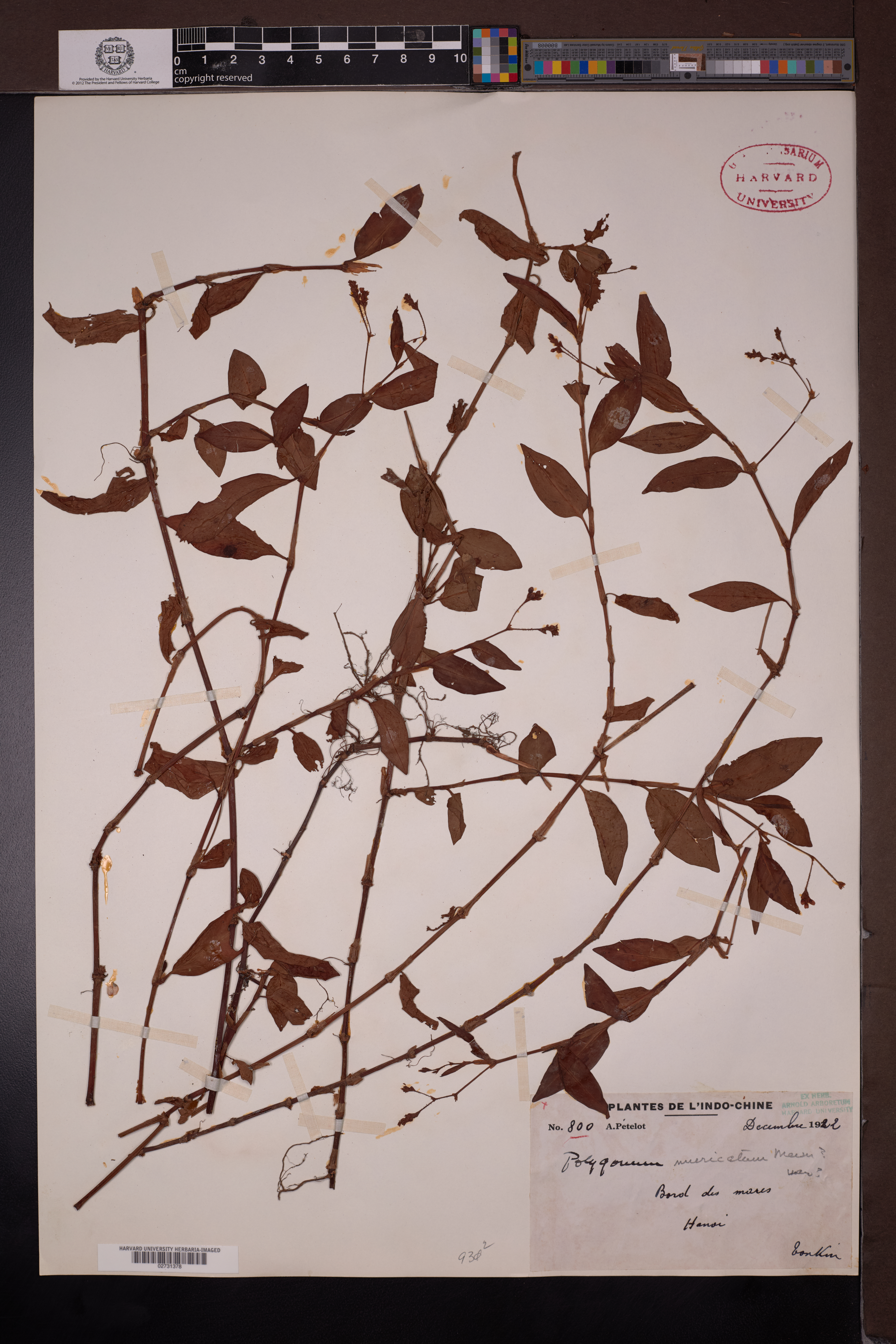 Persicaria muricata (Persicaria muricata)