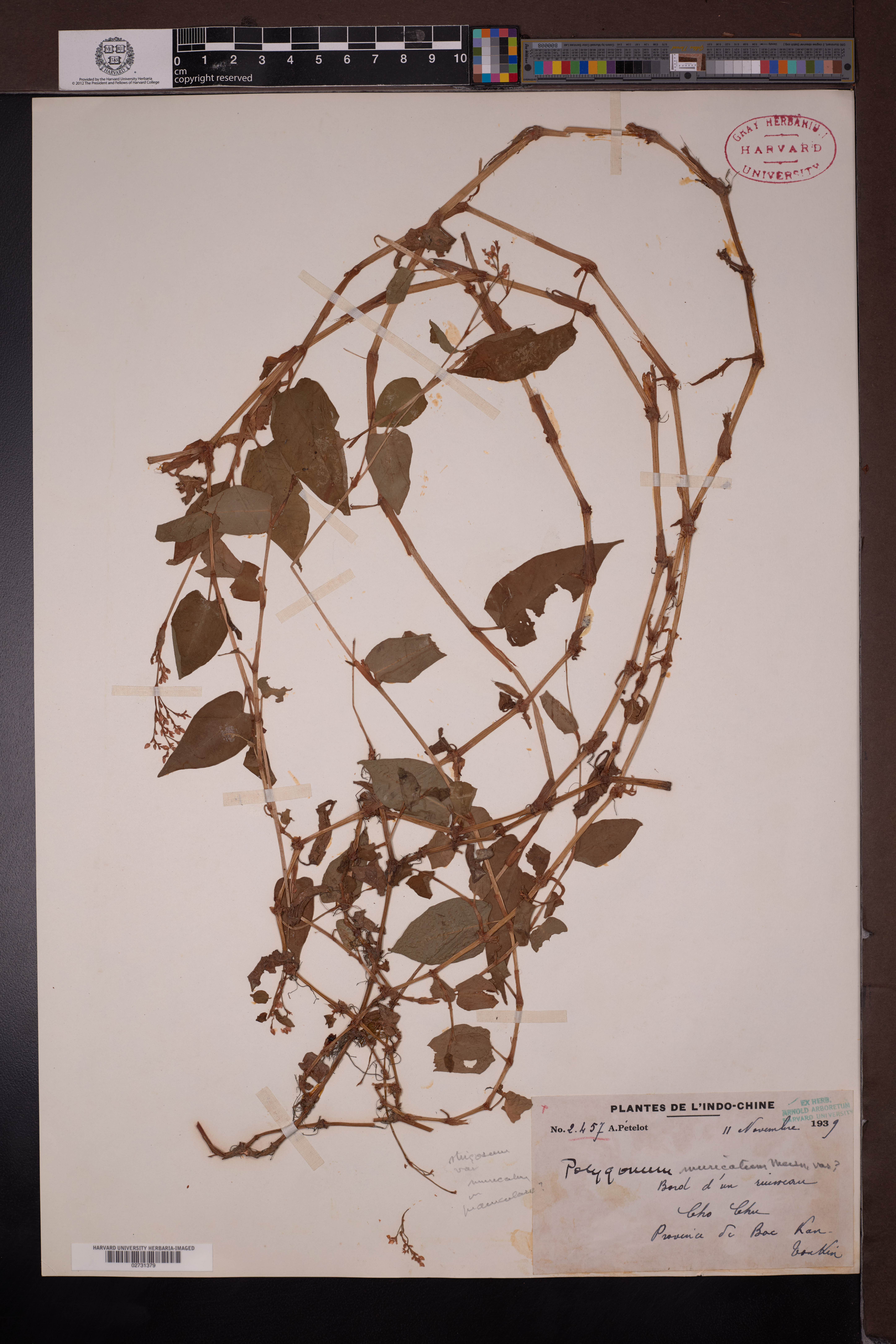 Persicaria muricata — ảnh 2