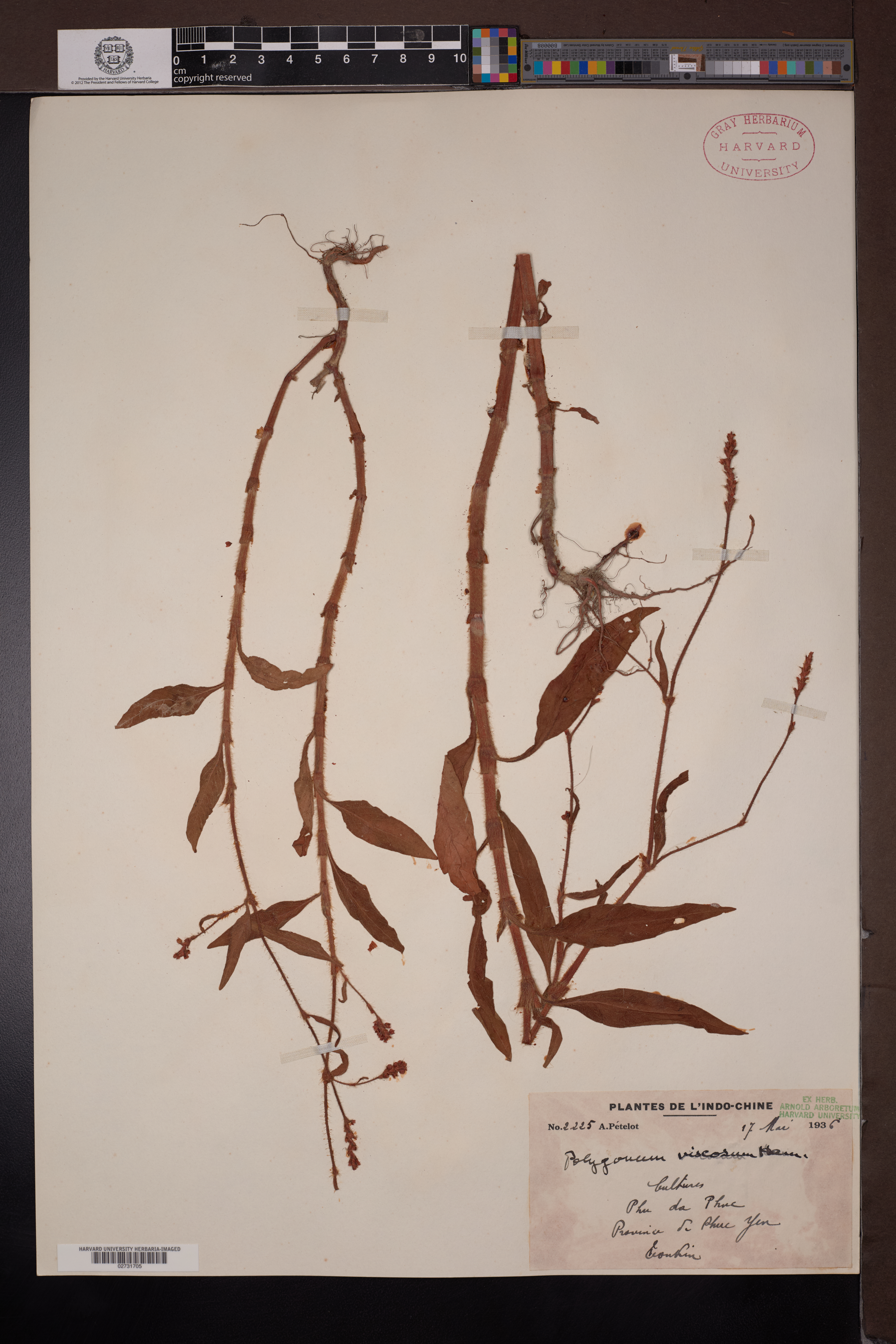 Persicaria viscosa — ảnh 2