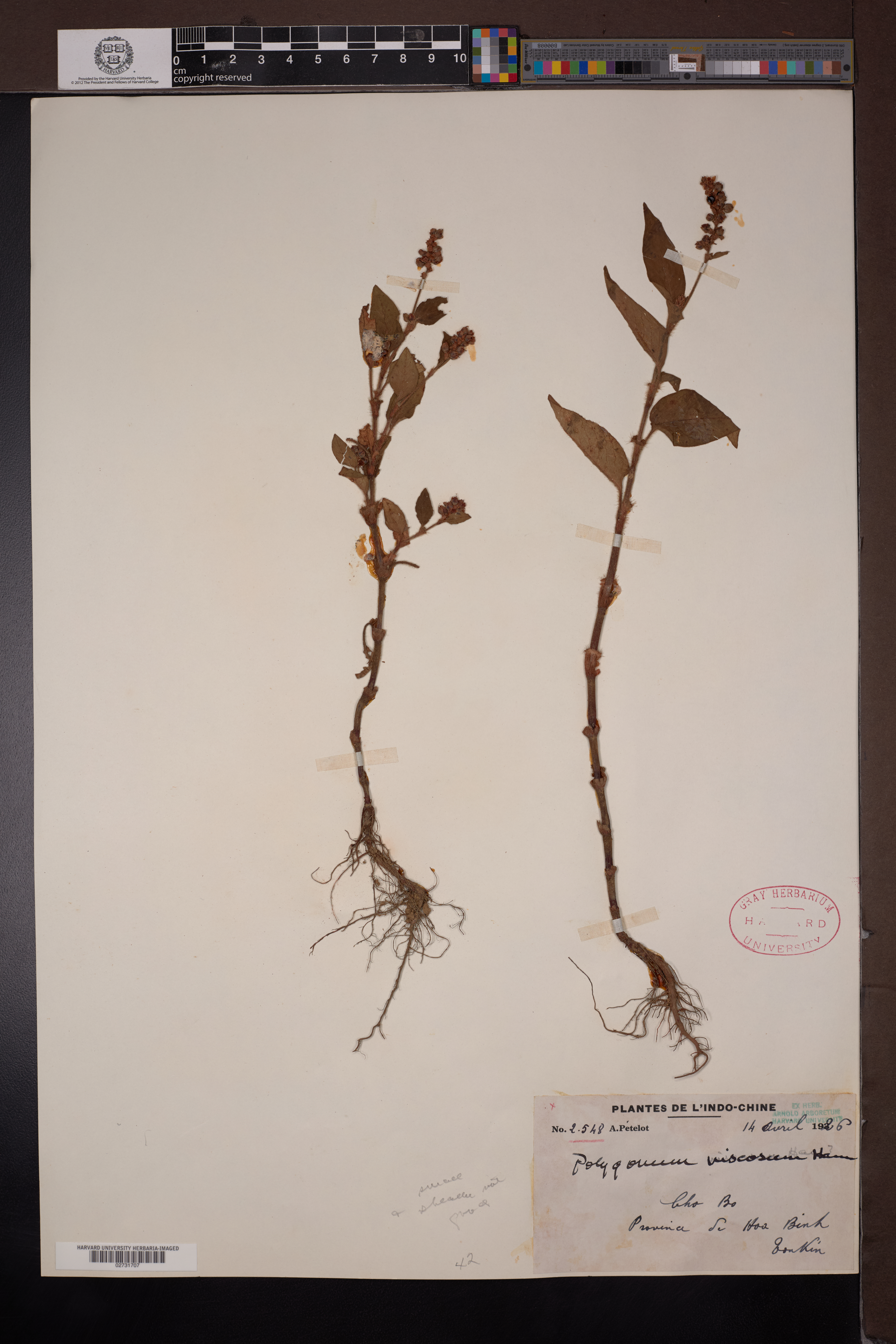 Persicaria viscosa — ảnh 3