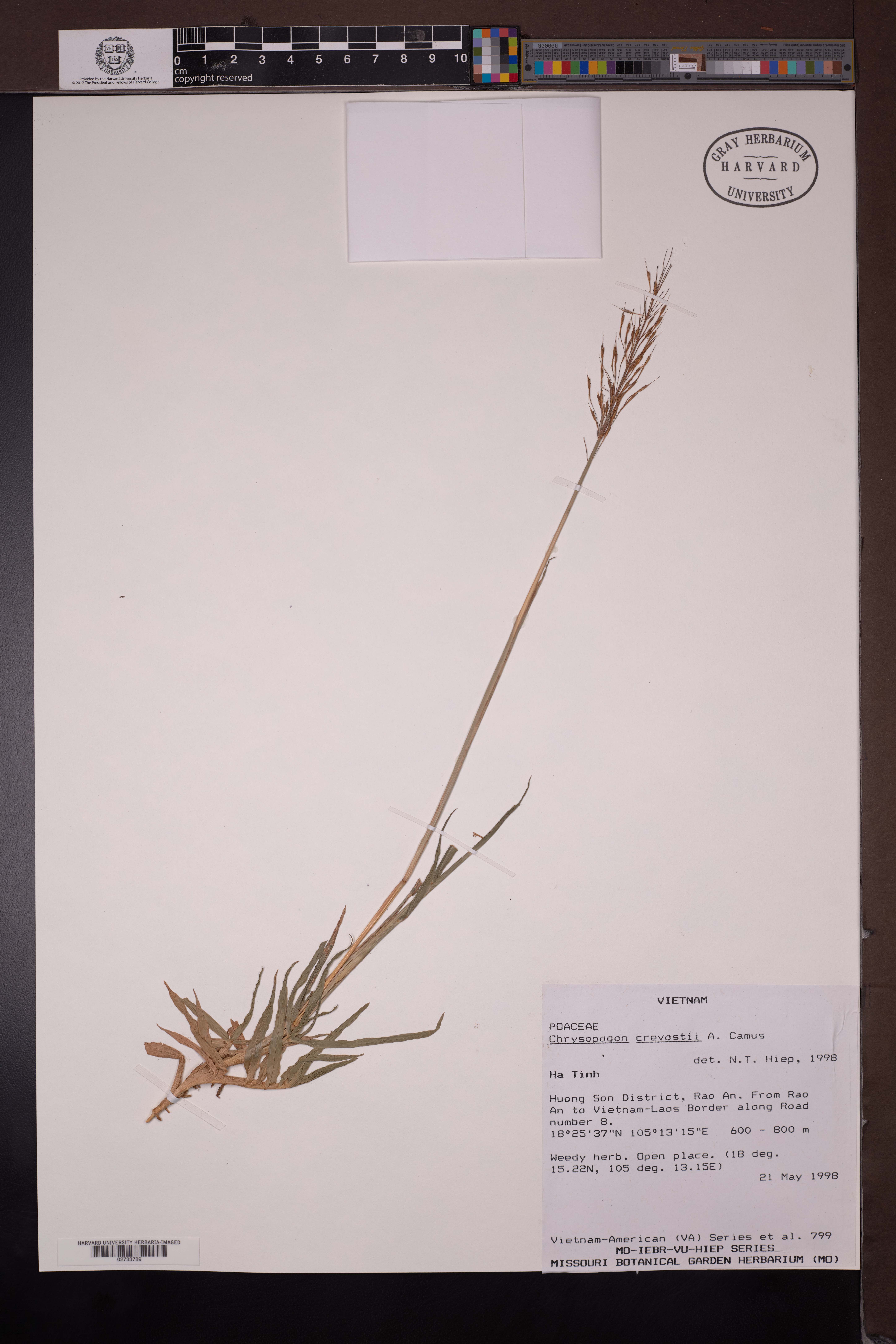 Chrysopogon crevostii (Chrysopogon crevostii)