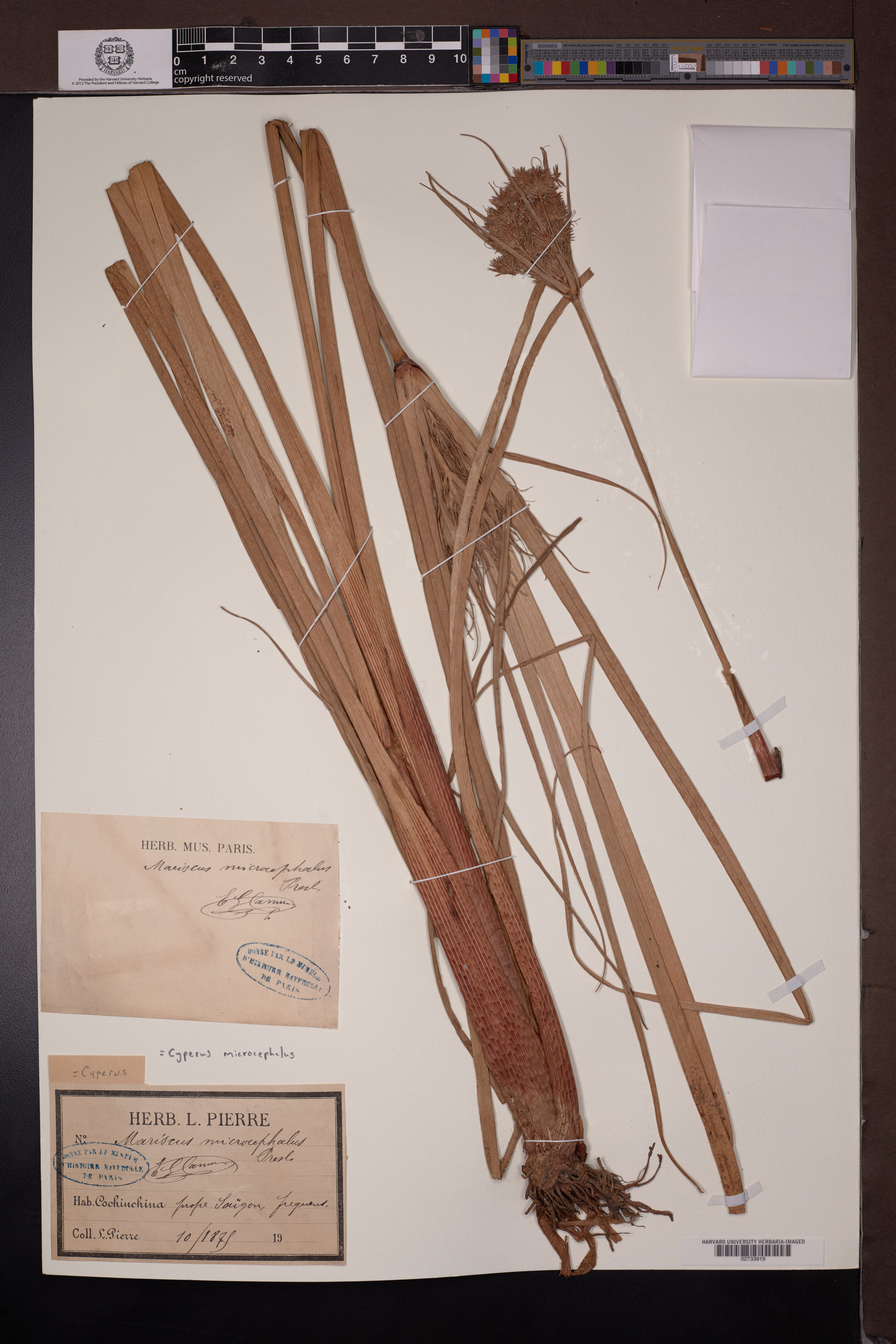 Cyperus microcephalus (Cyperus microcephalus)