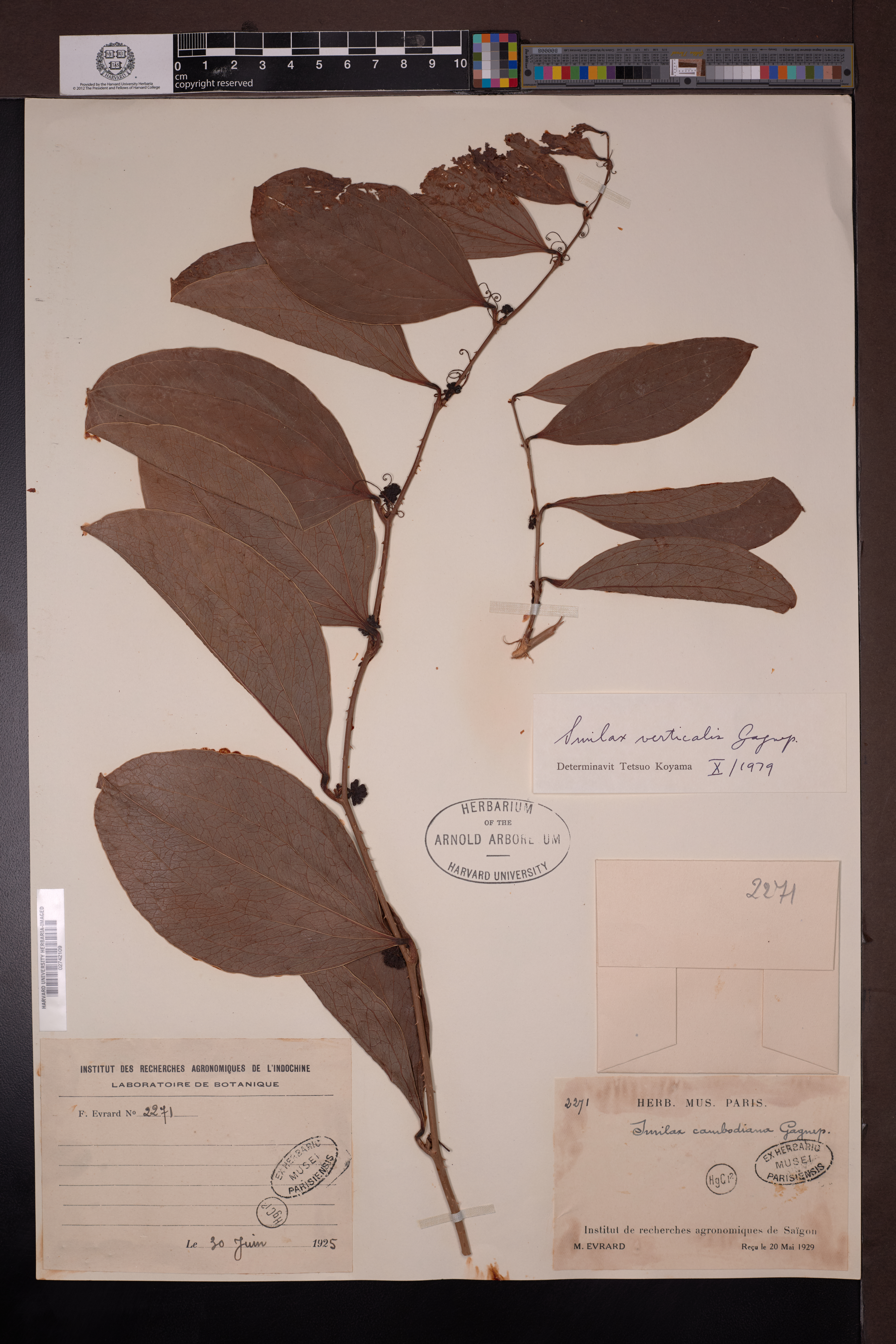 Smilax verticalis — ảnh 2
