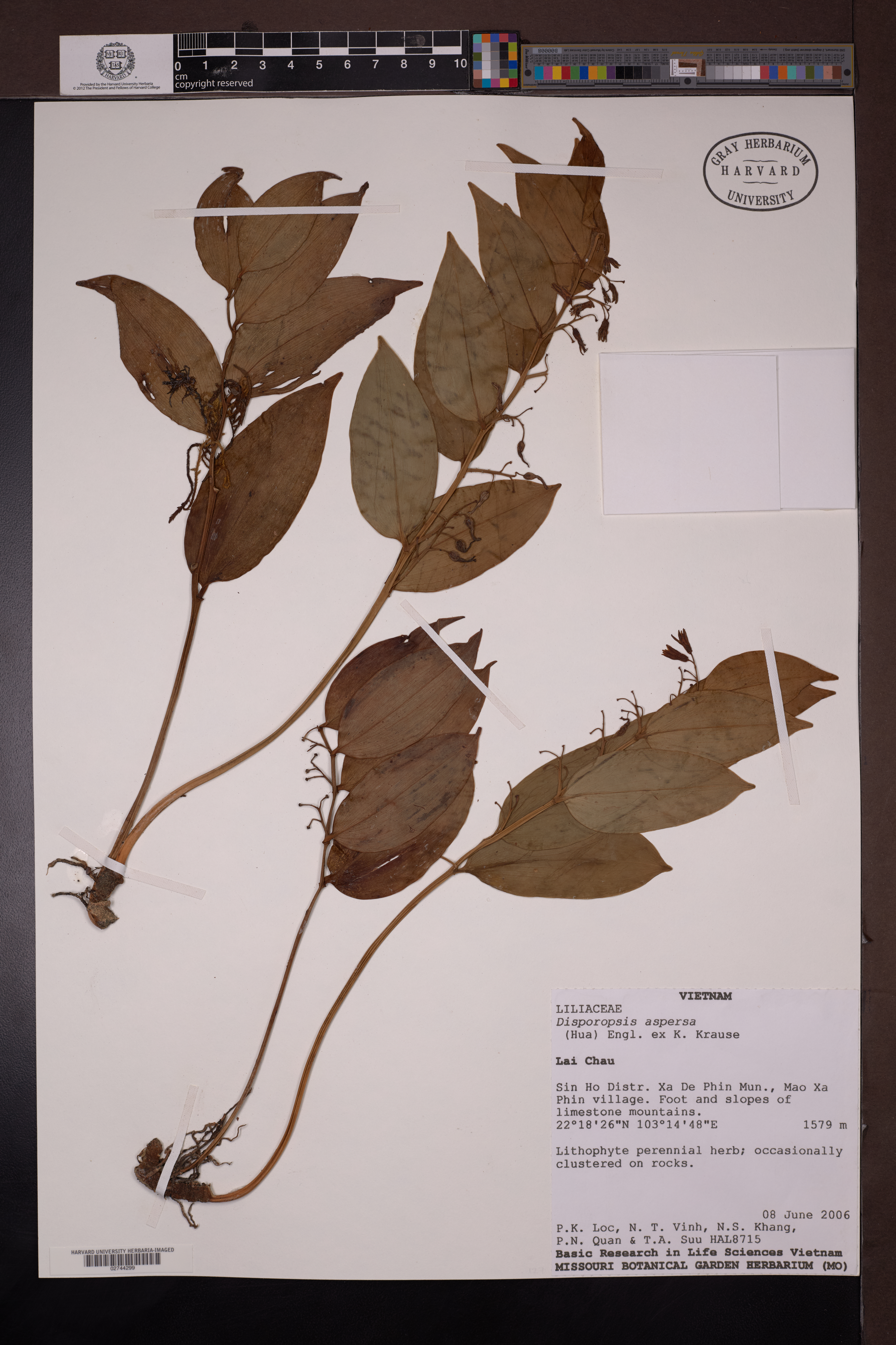 Disporopsis aspersa (Disporopsis aspersa)