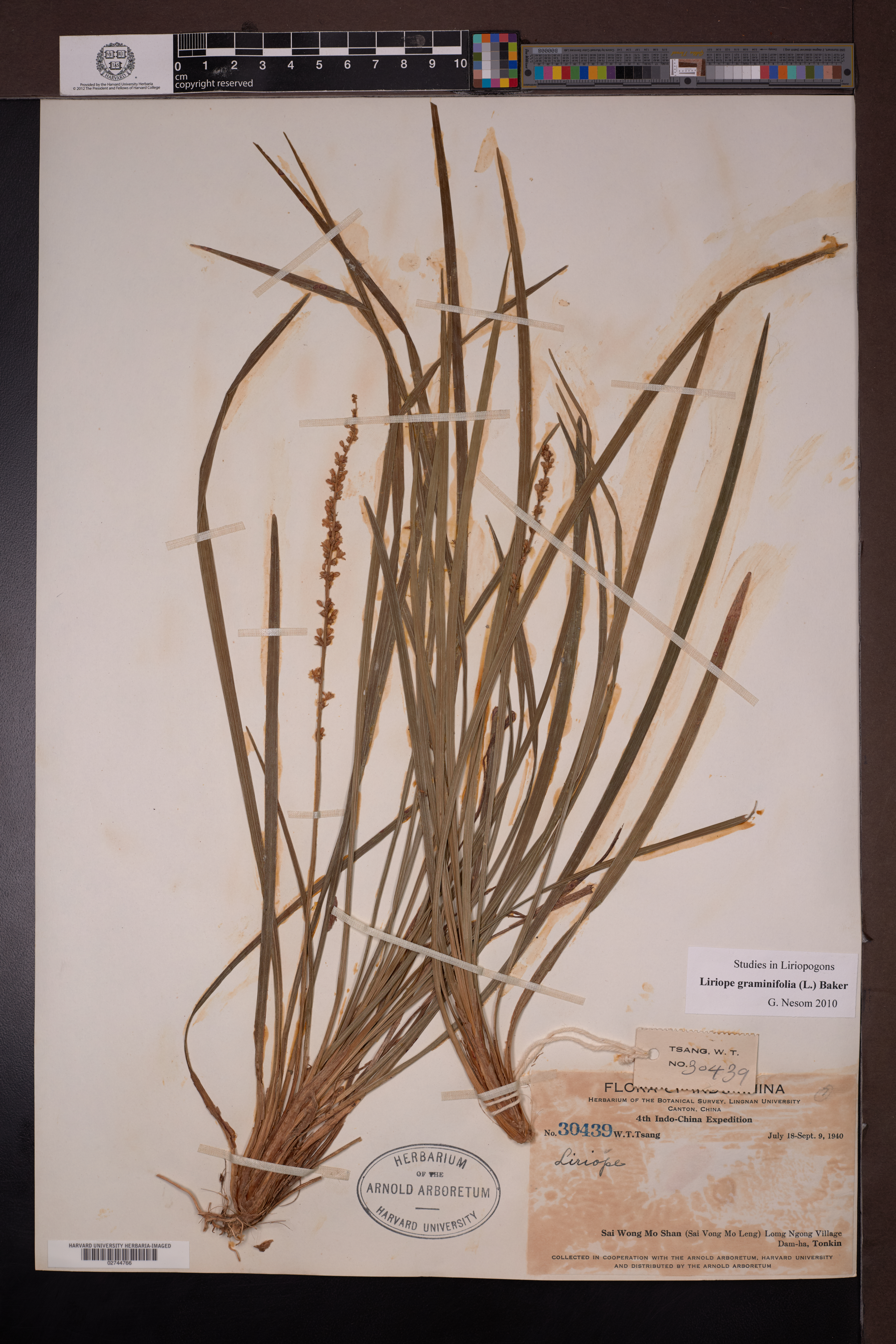 Liriope graminifolia — ảnh 2