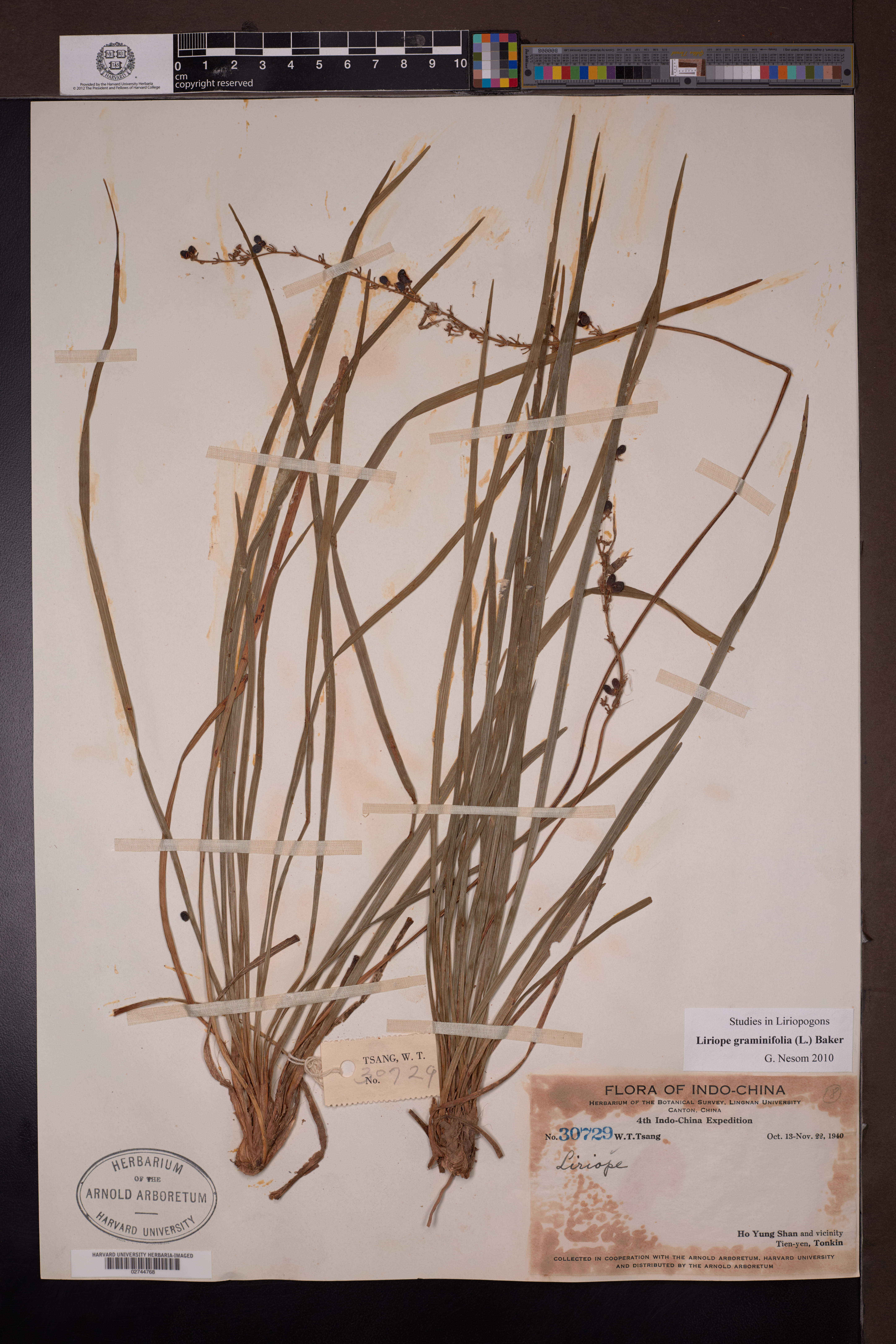 Liriope graminifolia — ảnh 3