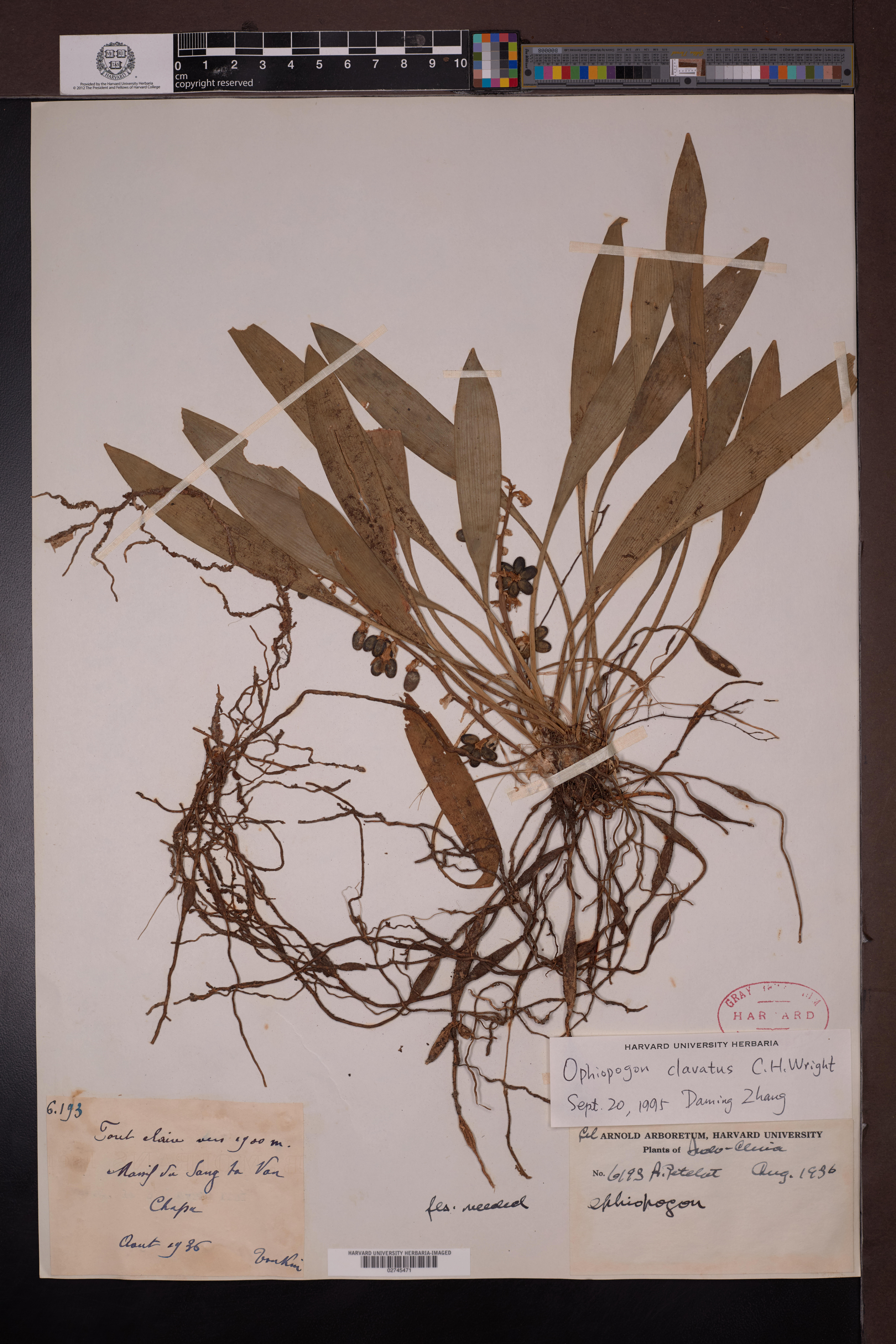 Ophiopogon clavatus (Ophiopogon clavatus)