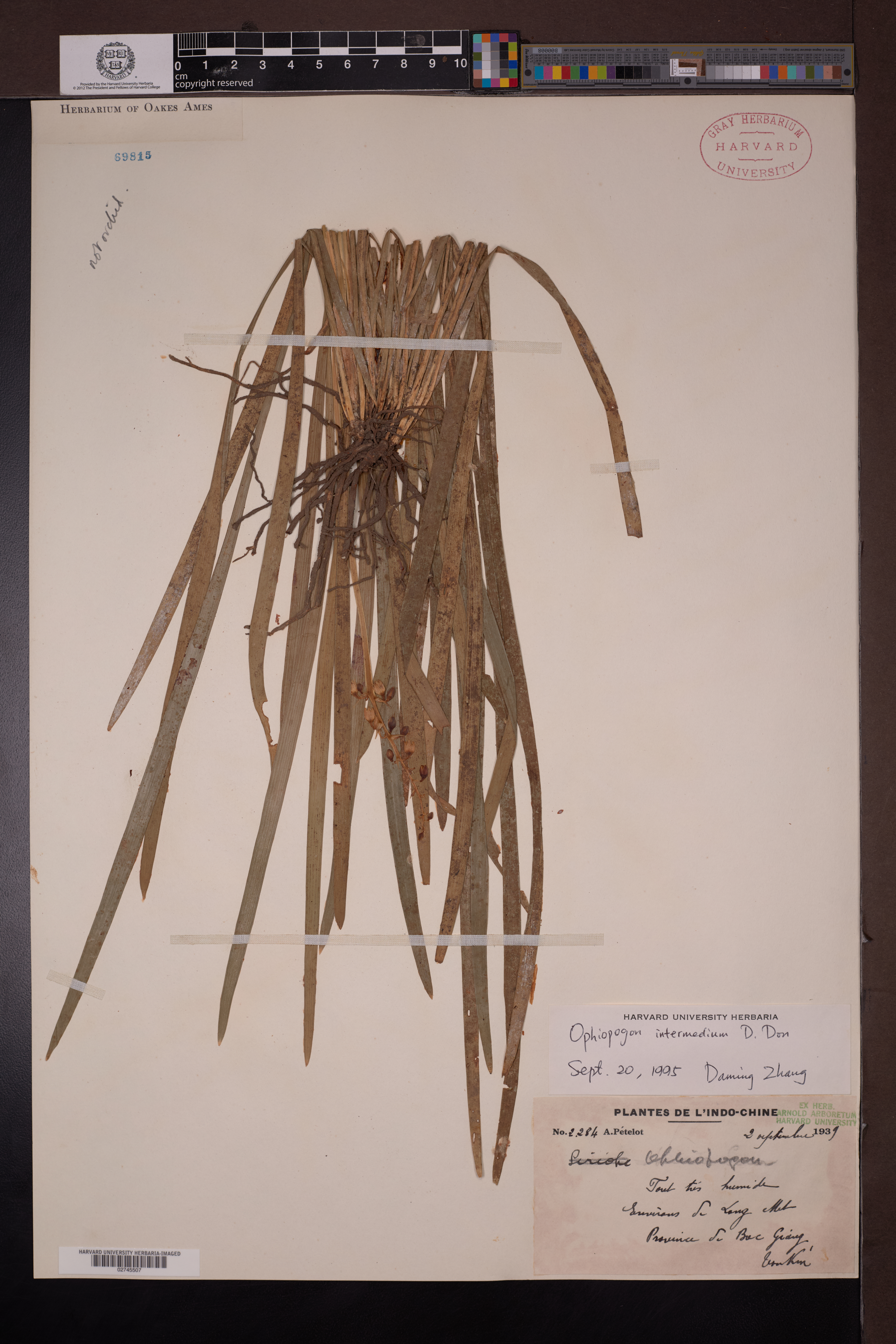 Ophiopogon intermedius — ảnh 2