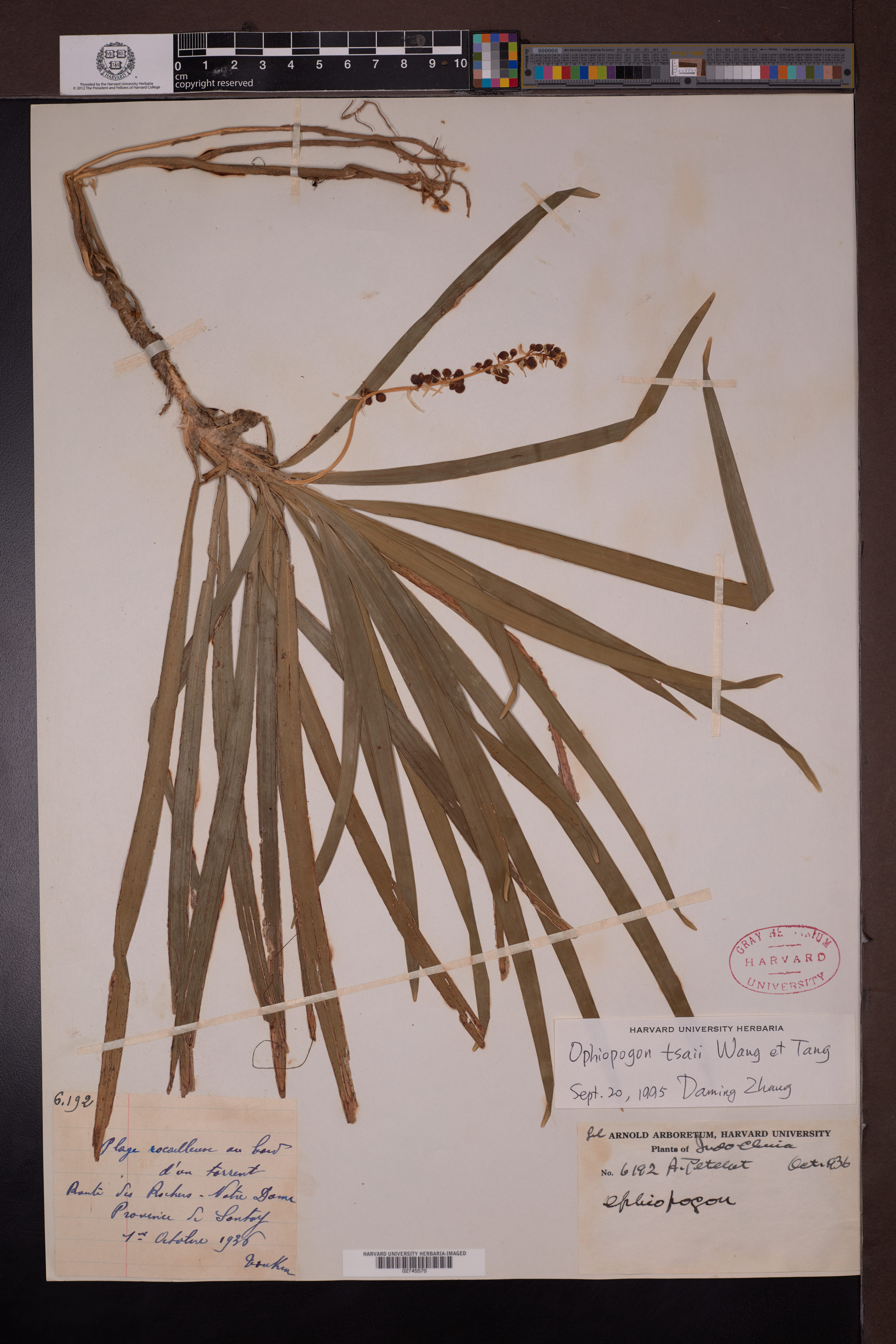 Ophiopogon tsaii (Ophiopogon tsaii)