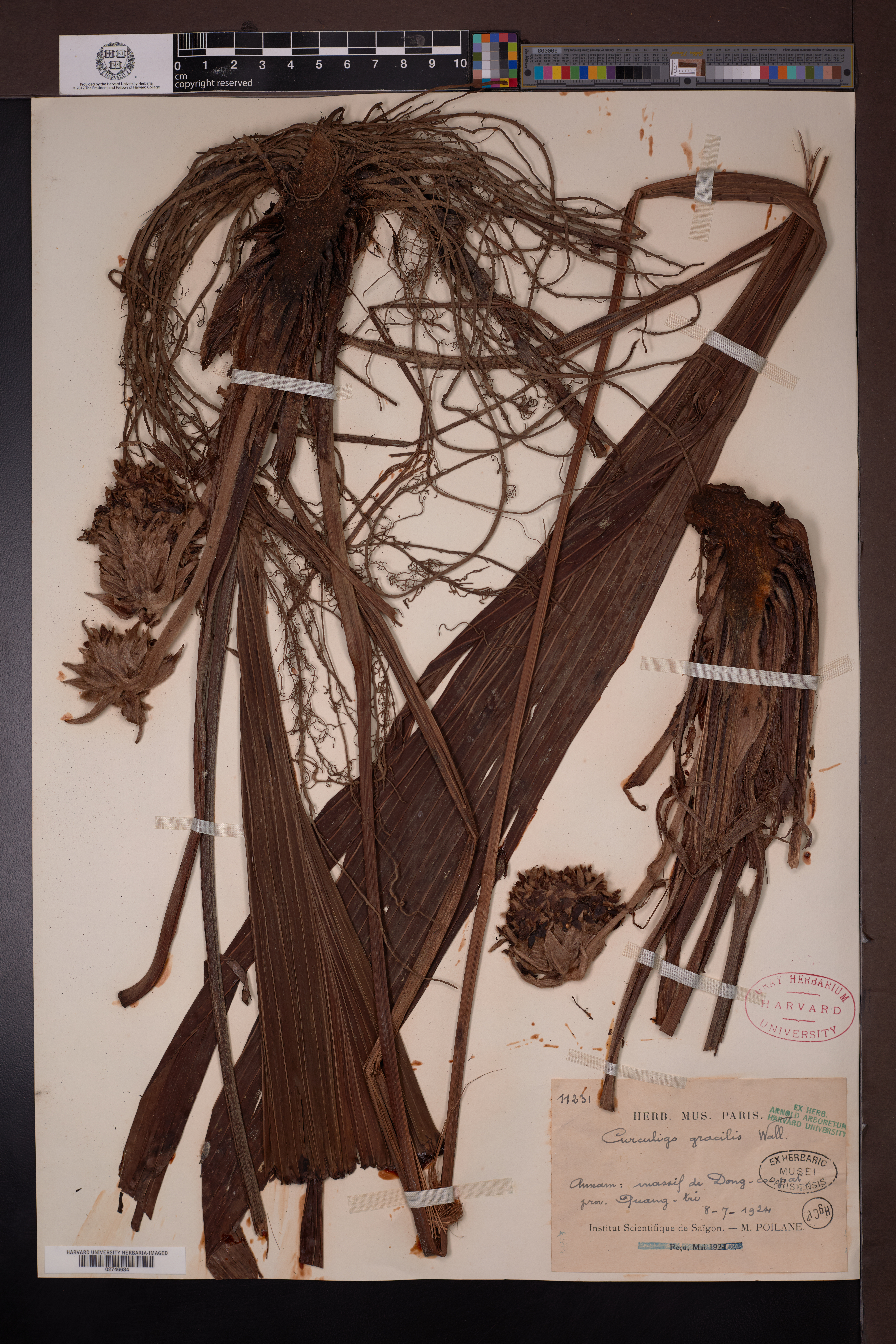 Curculigo gracilis (Curculigo gracilis)
