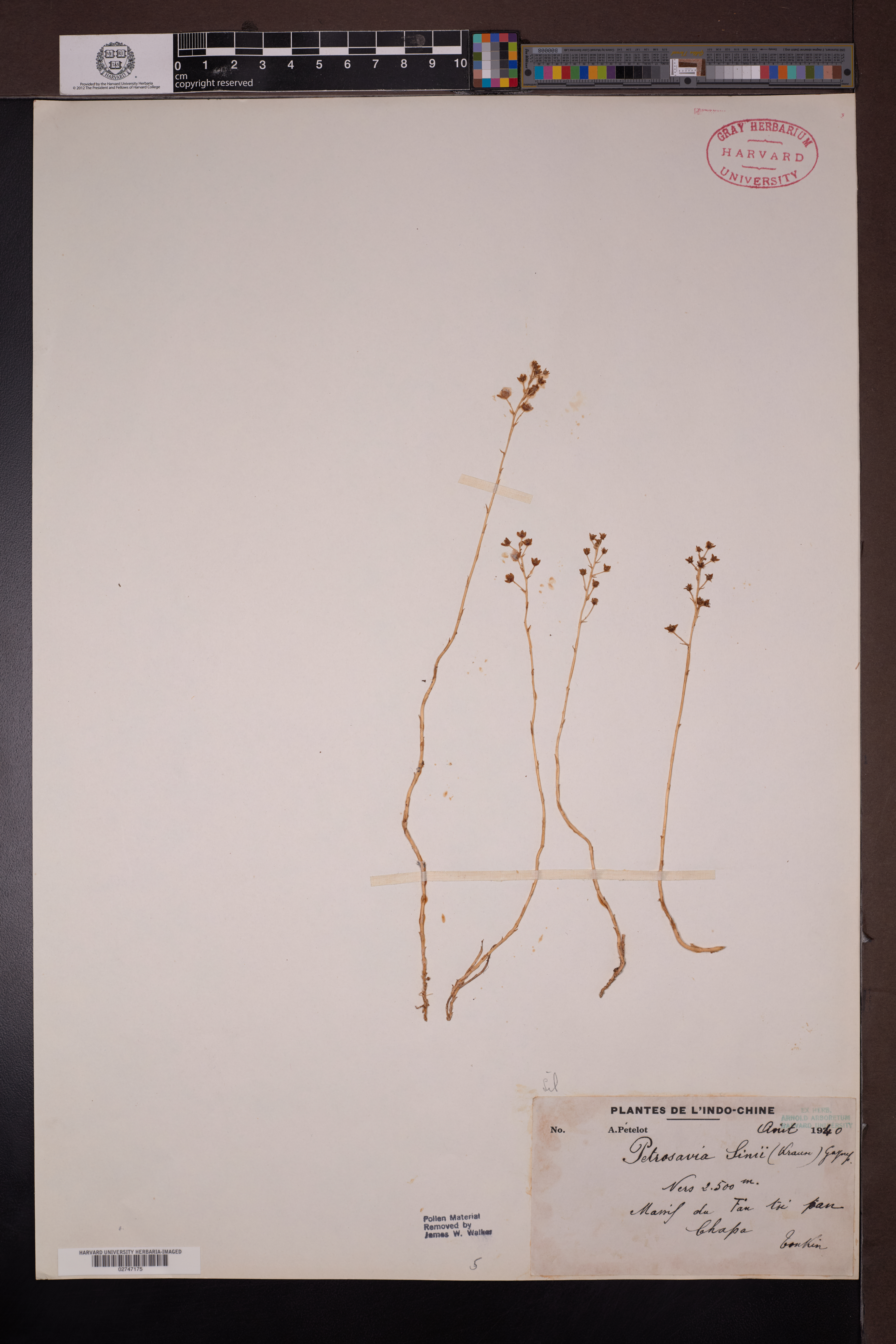 Petrosavia sakuraii — ảnh 3