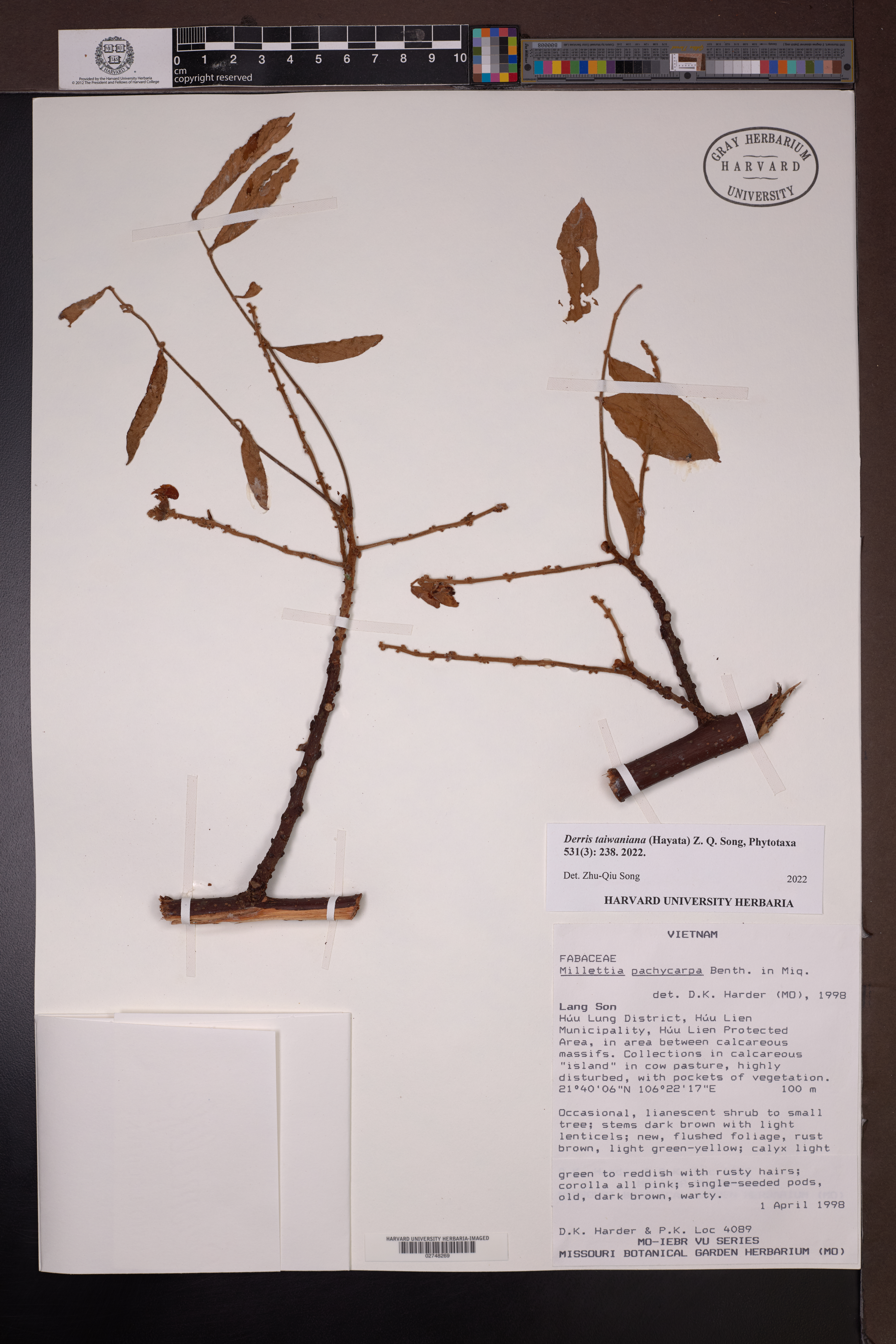 Millettia pachycarpa — ảnh 2