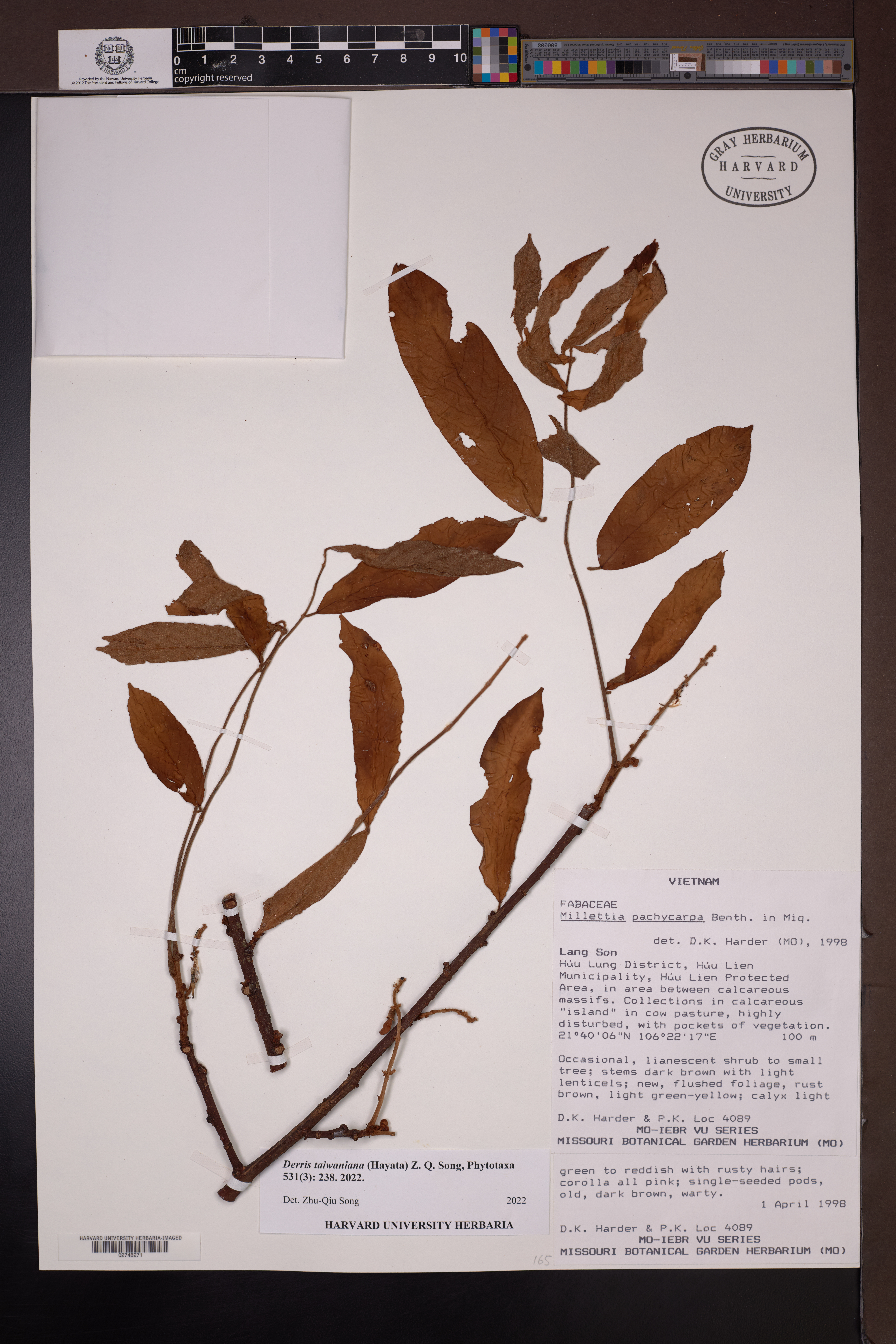 Millettia pachycarpa — ảnh 3