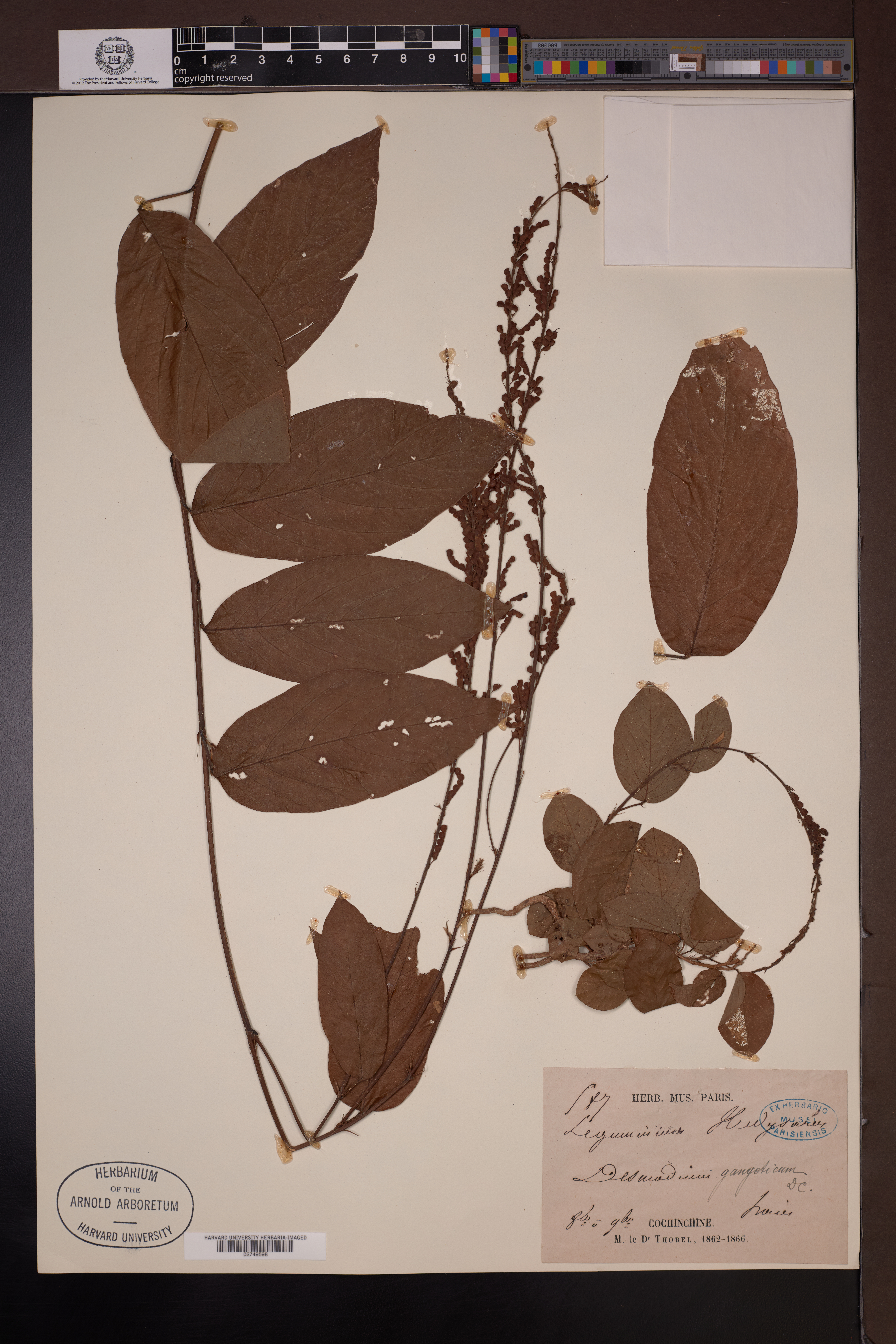 Desmodium gangeticum (Desmodium gangeticum)