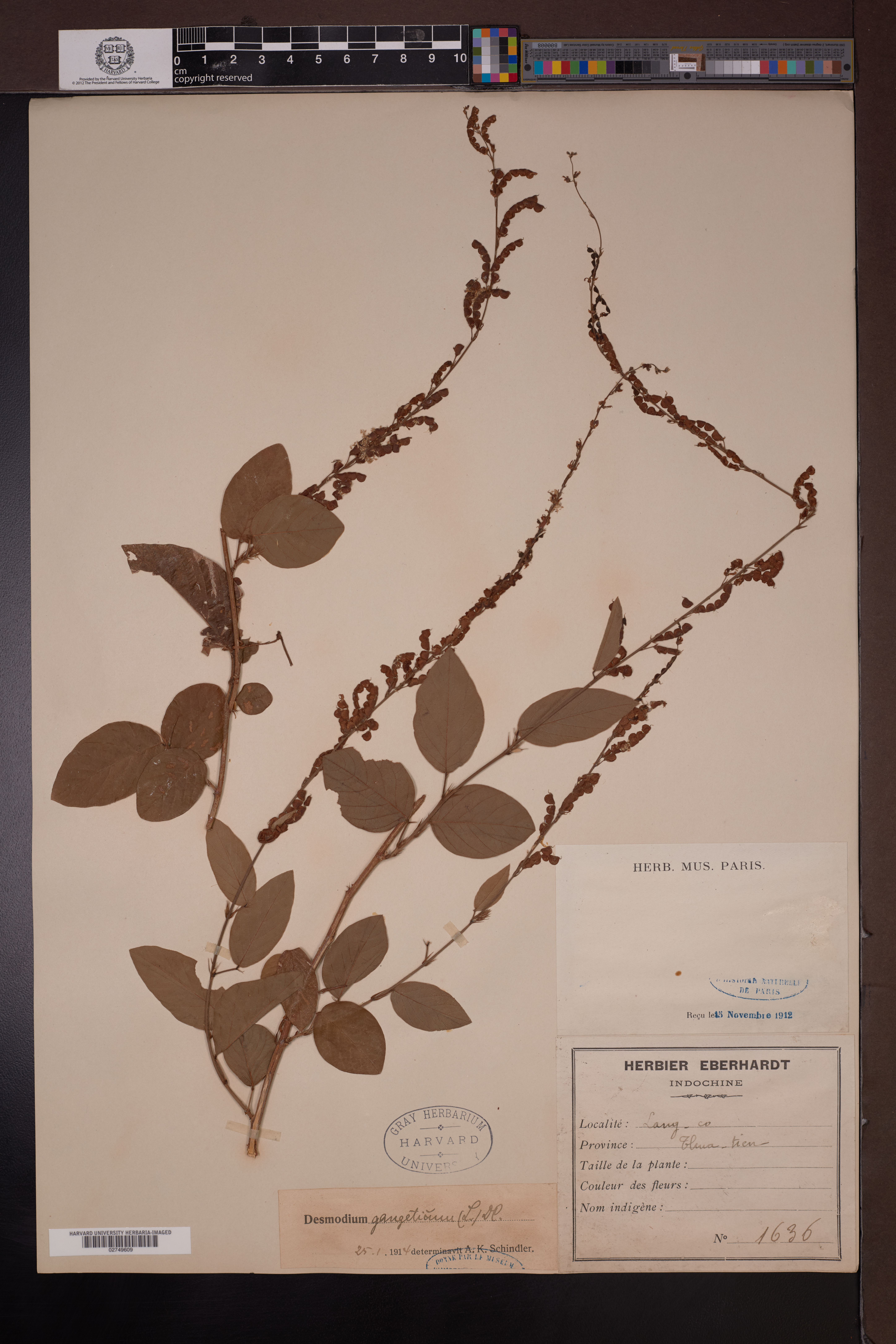 Desmodium gangeticum — ảnh 2