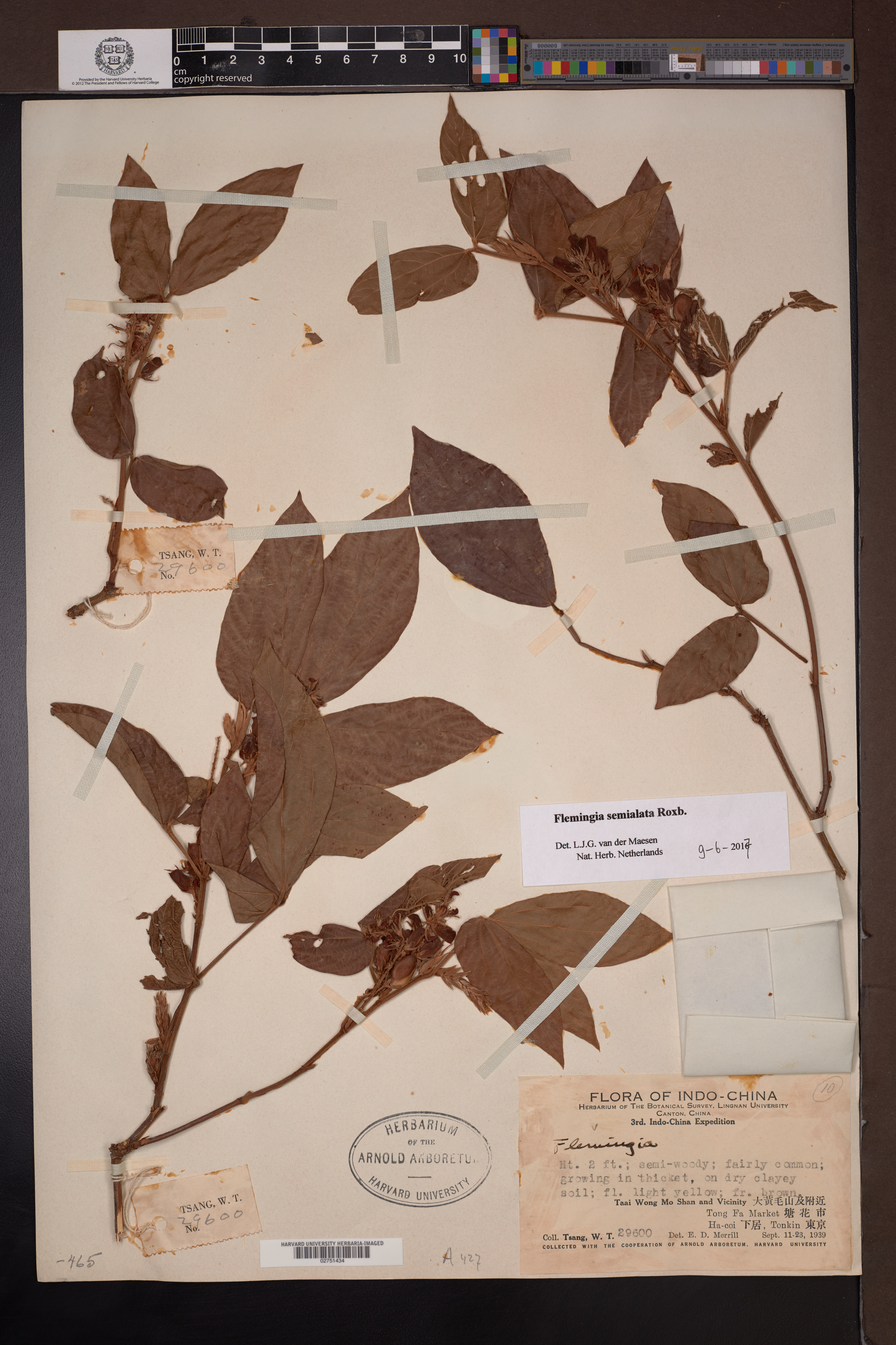 Flemingia semialata — ảnh 2