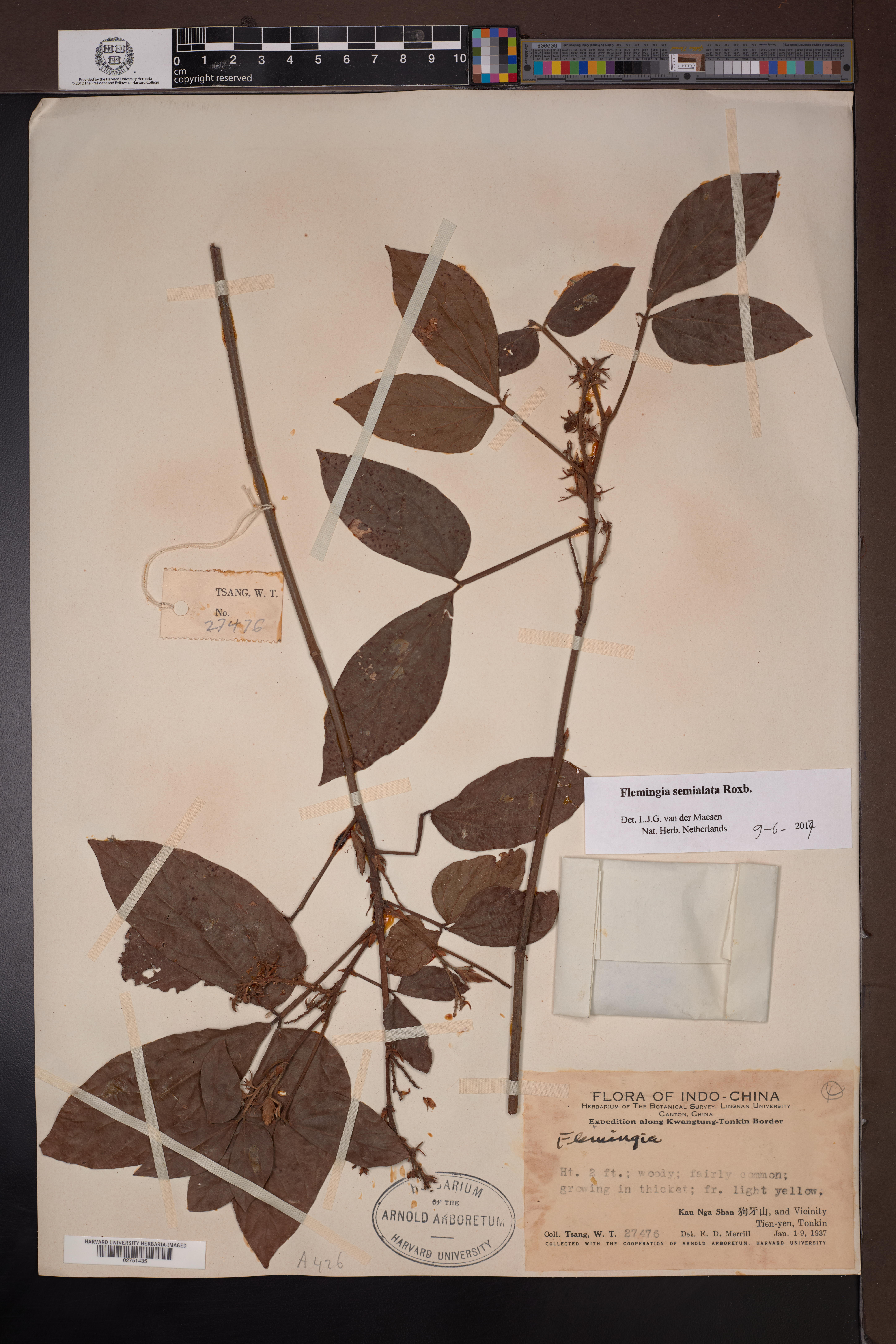 Flemingia semialata (Flemingia semialata)