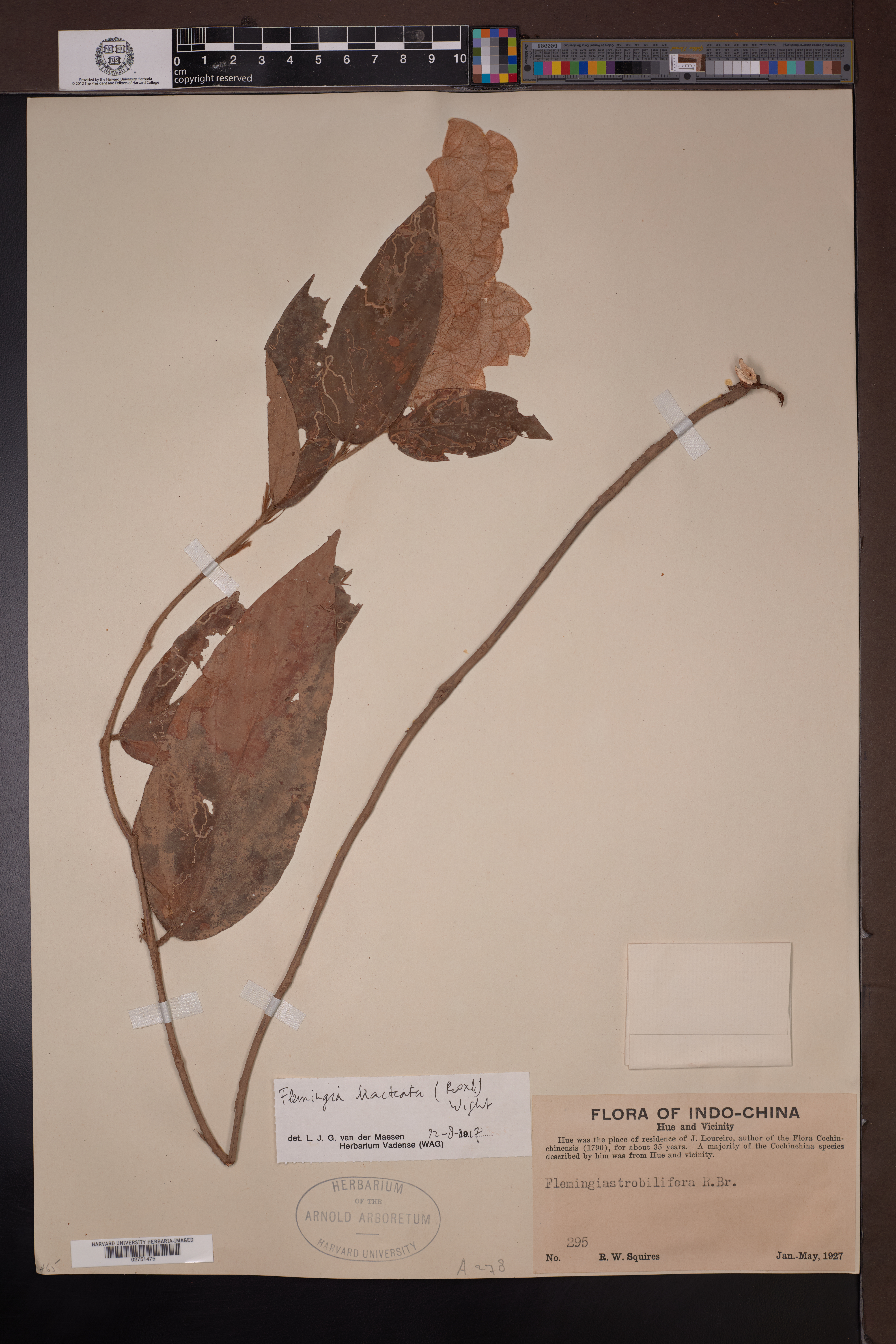 Flemingia bracteata — ảnh 2