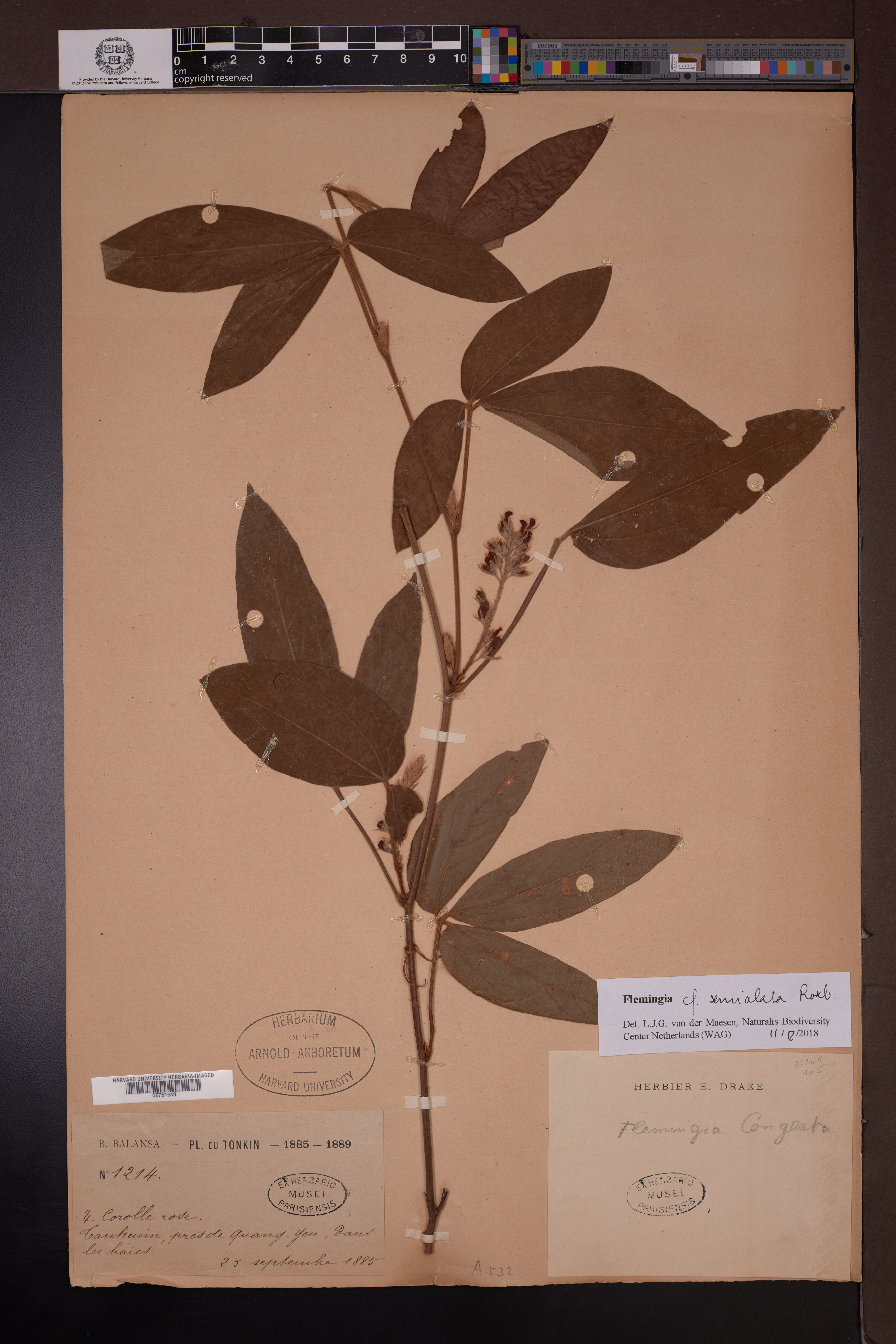 Flemingia semialata — ảnh 3