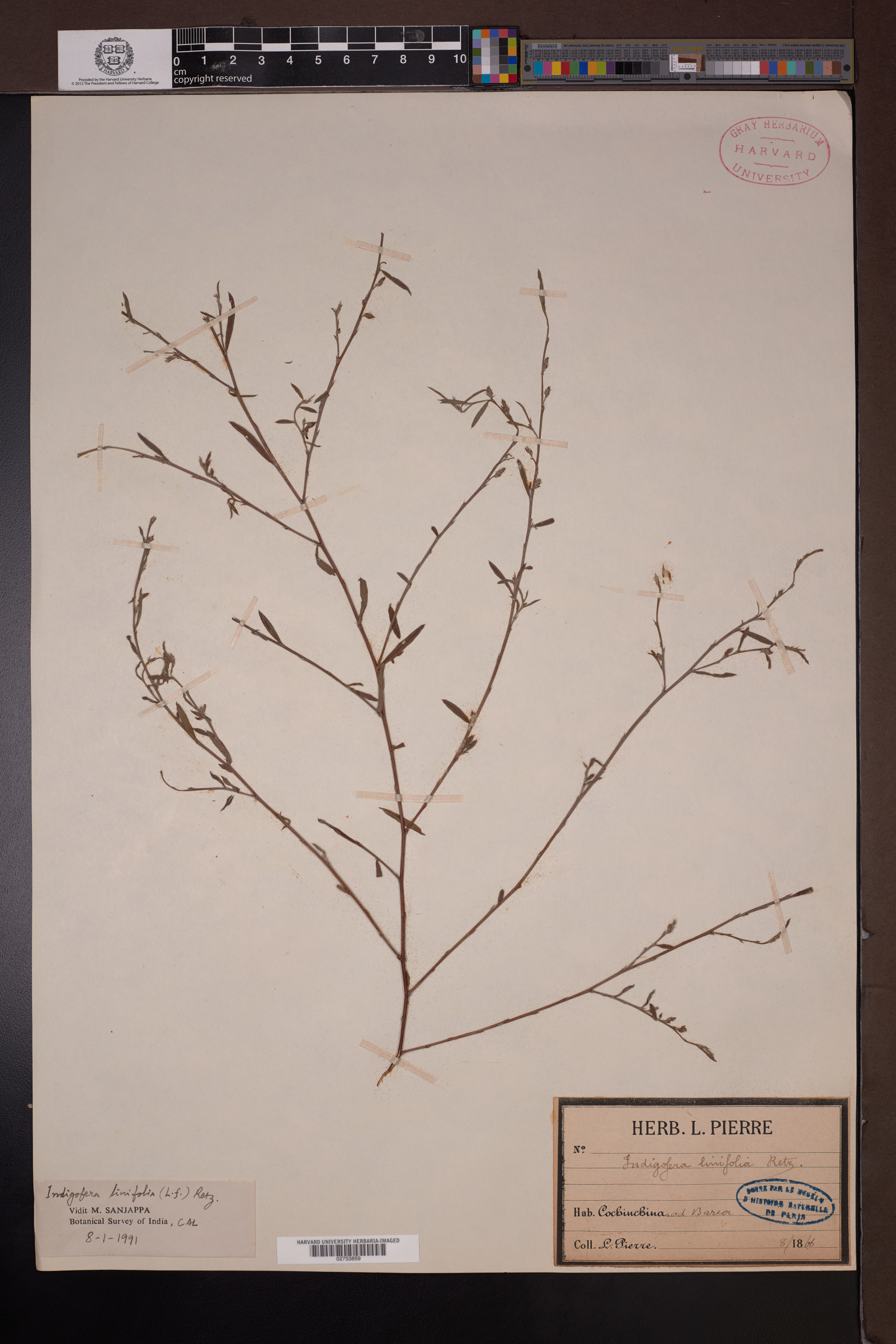 Indigofera linifolia — ảnh 2