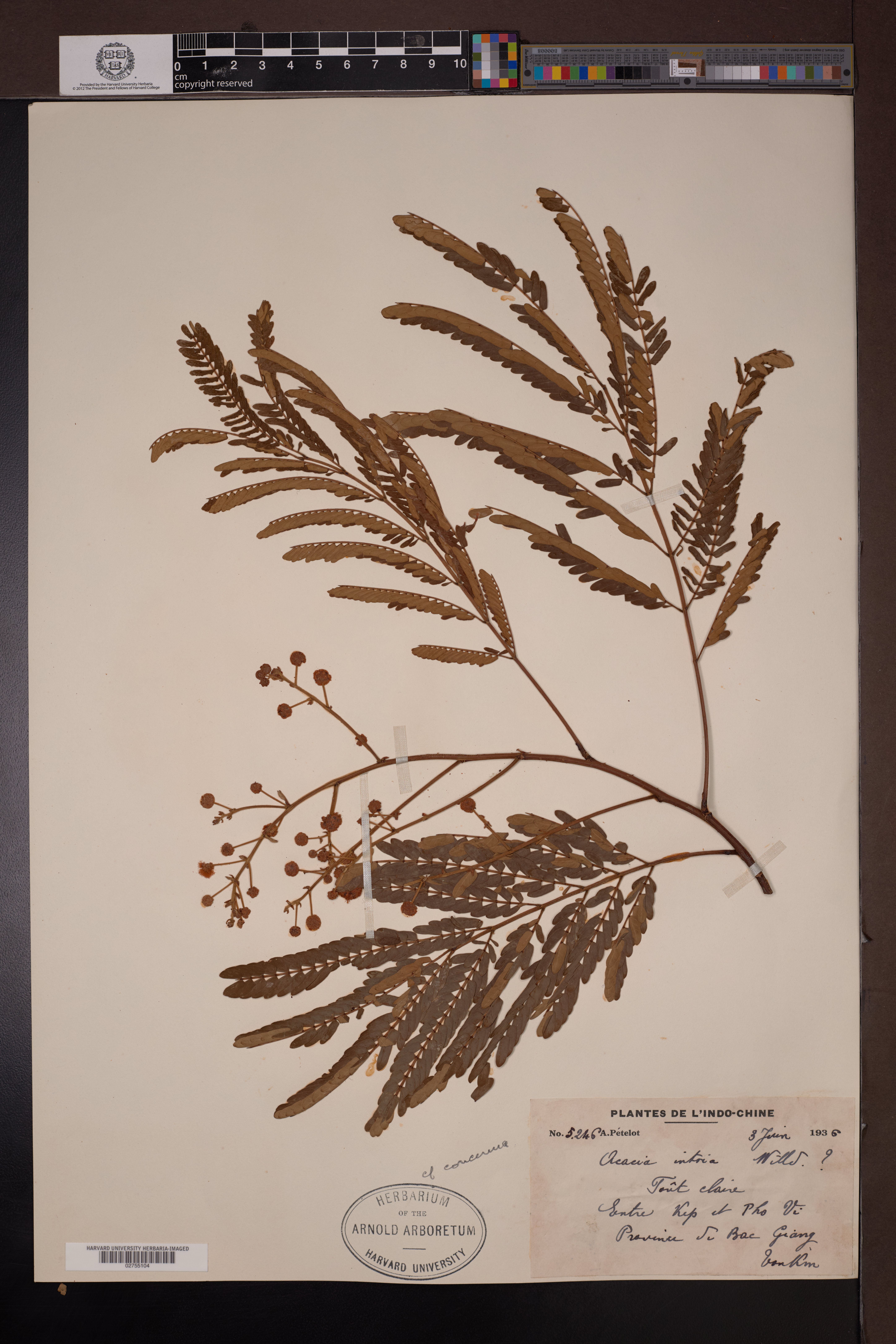 Senegalia intsia — ảnh 2