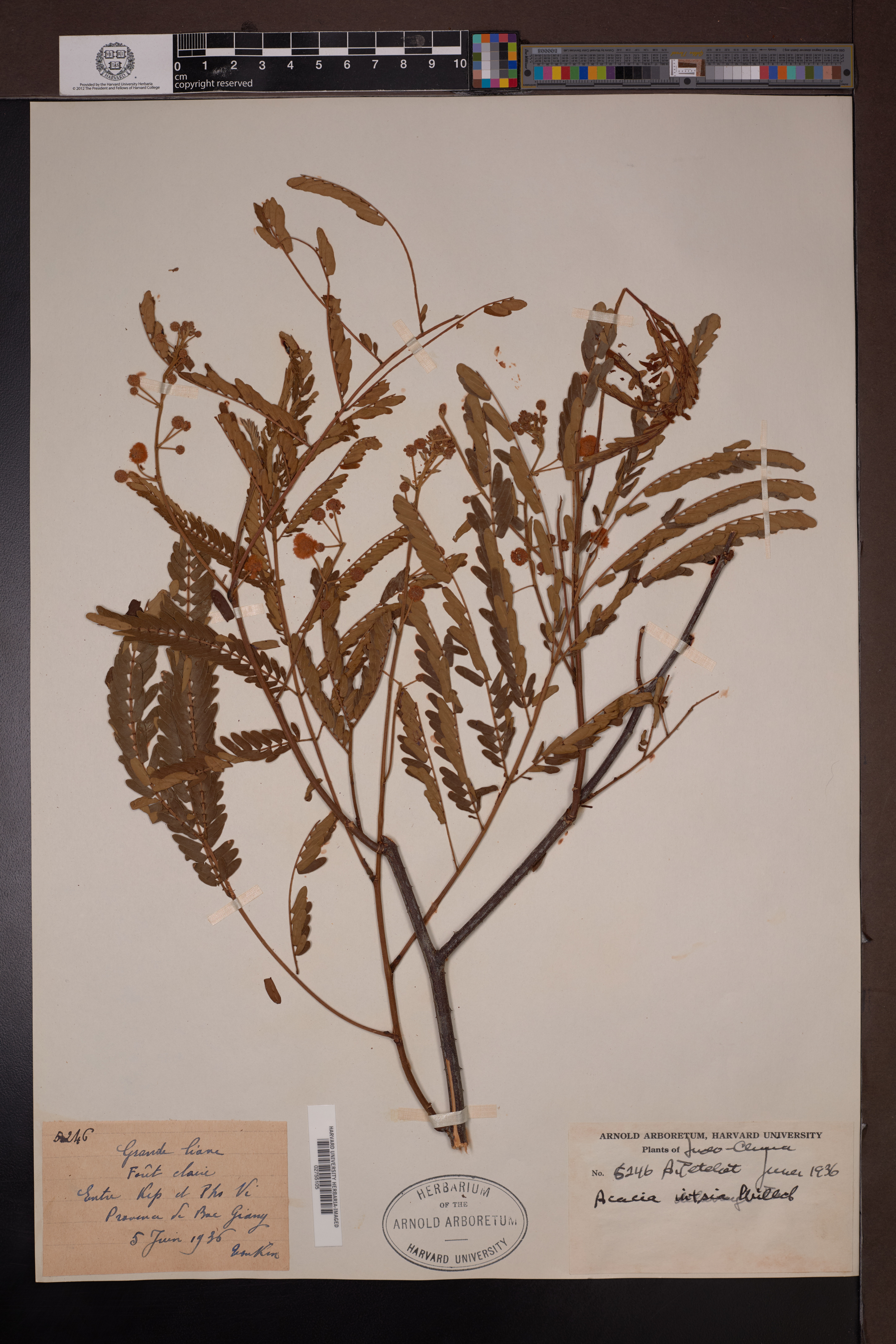 Senegalia intsia — ảnh 3