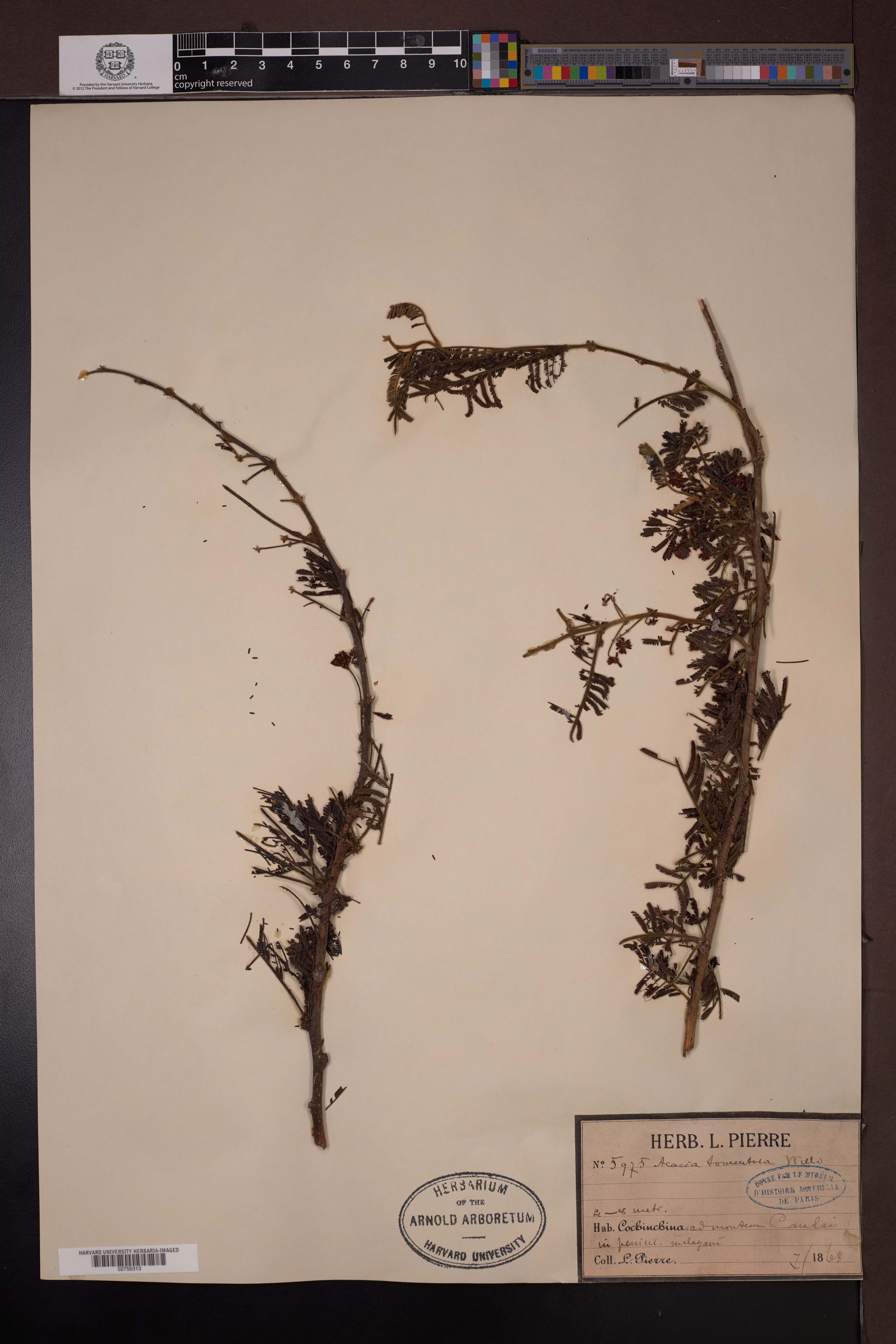 Vachellia tomentosa — ảnh 3