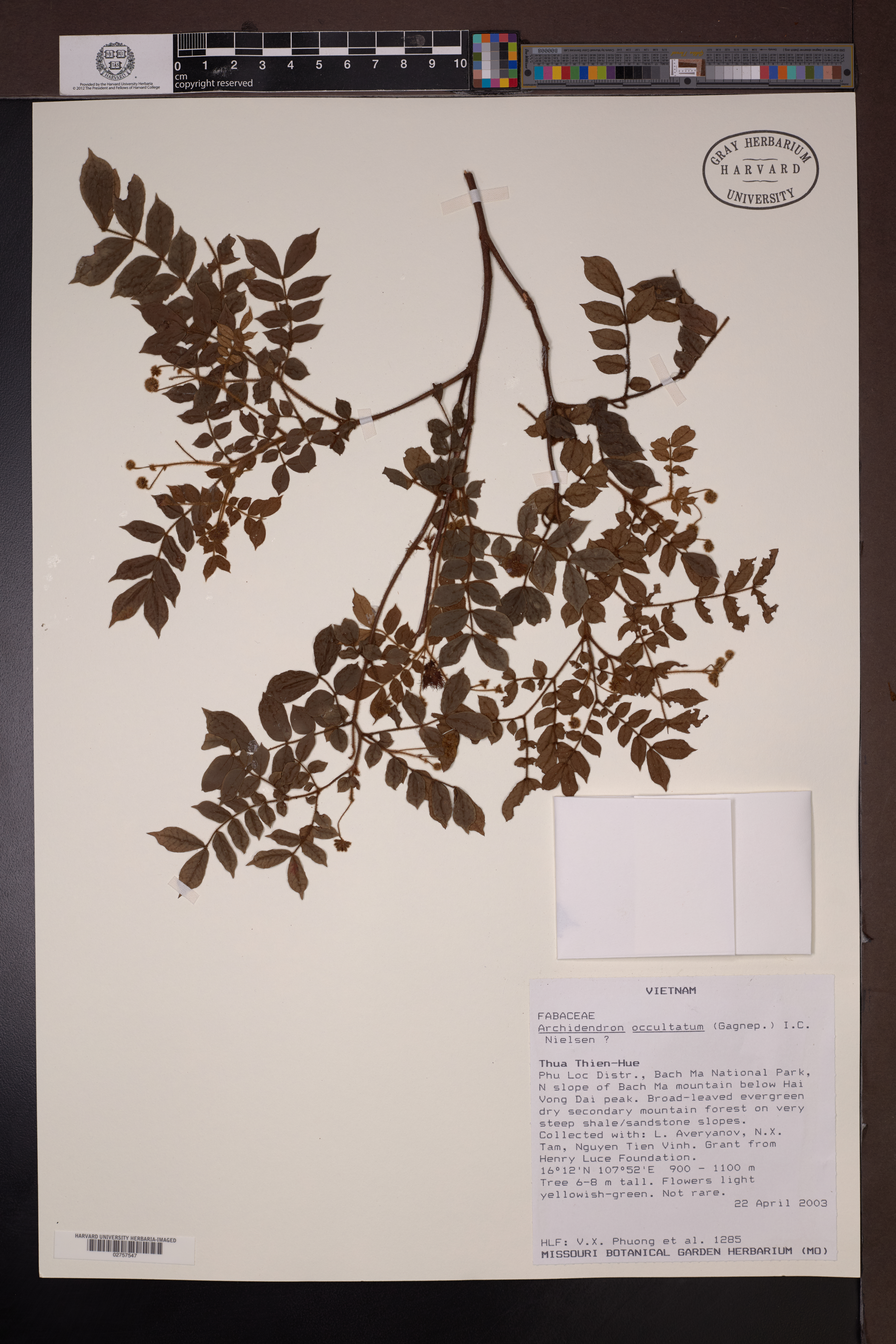 Archidendron occultatum — ảnh 2