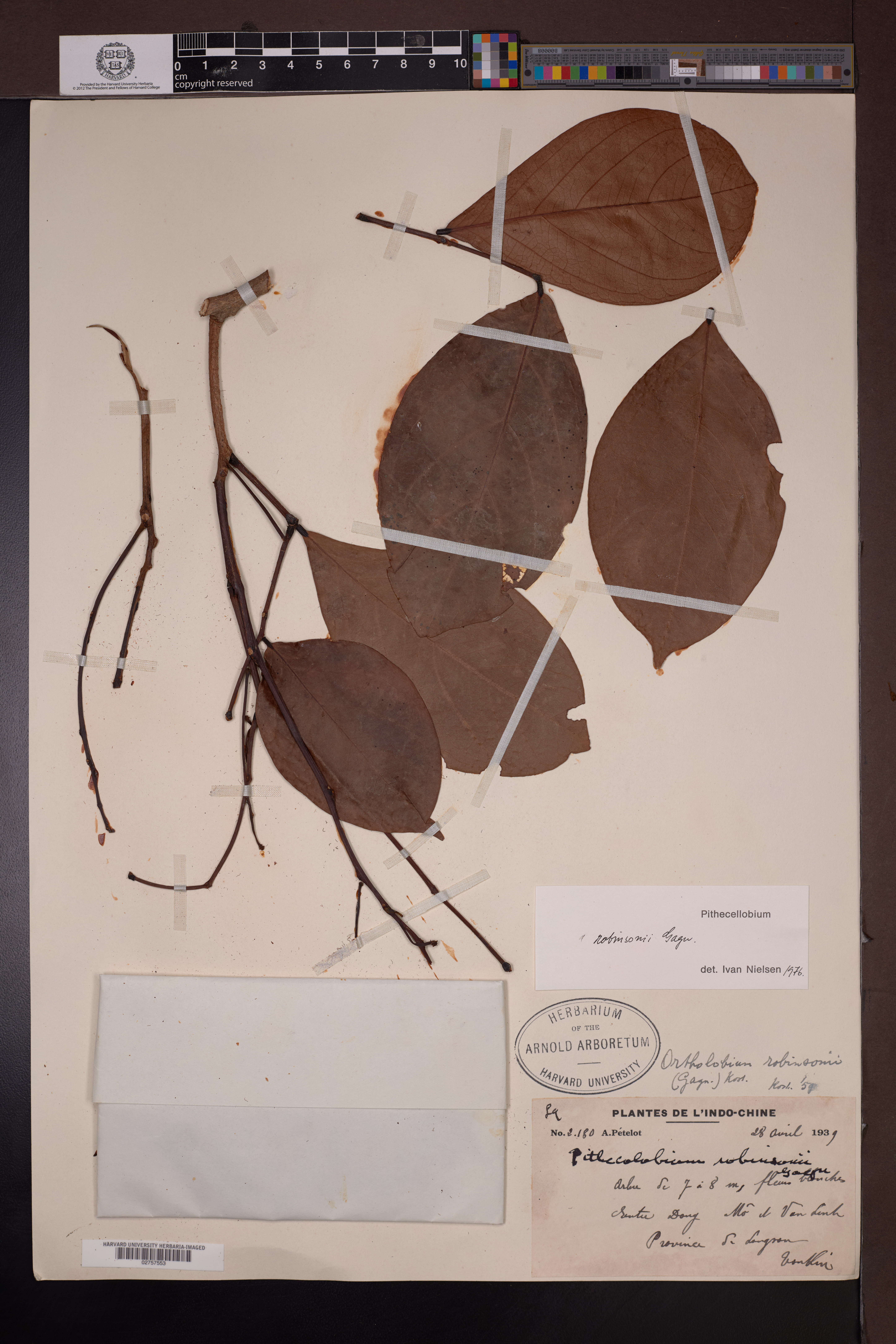 Archidendron robinsonii — ảnh 3