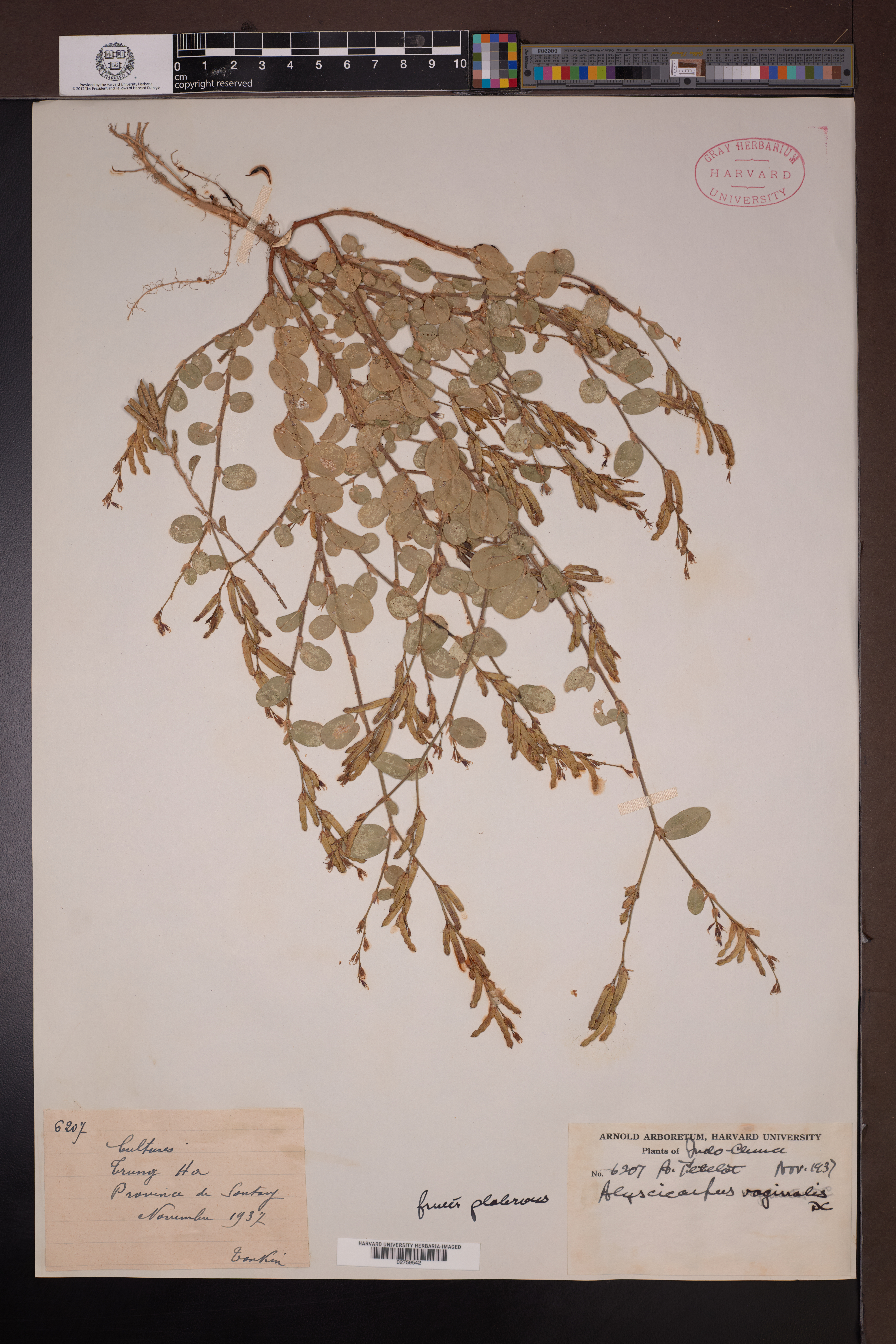 Alysicarpus ovalifolius — ảnh 2