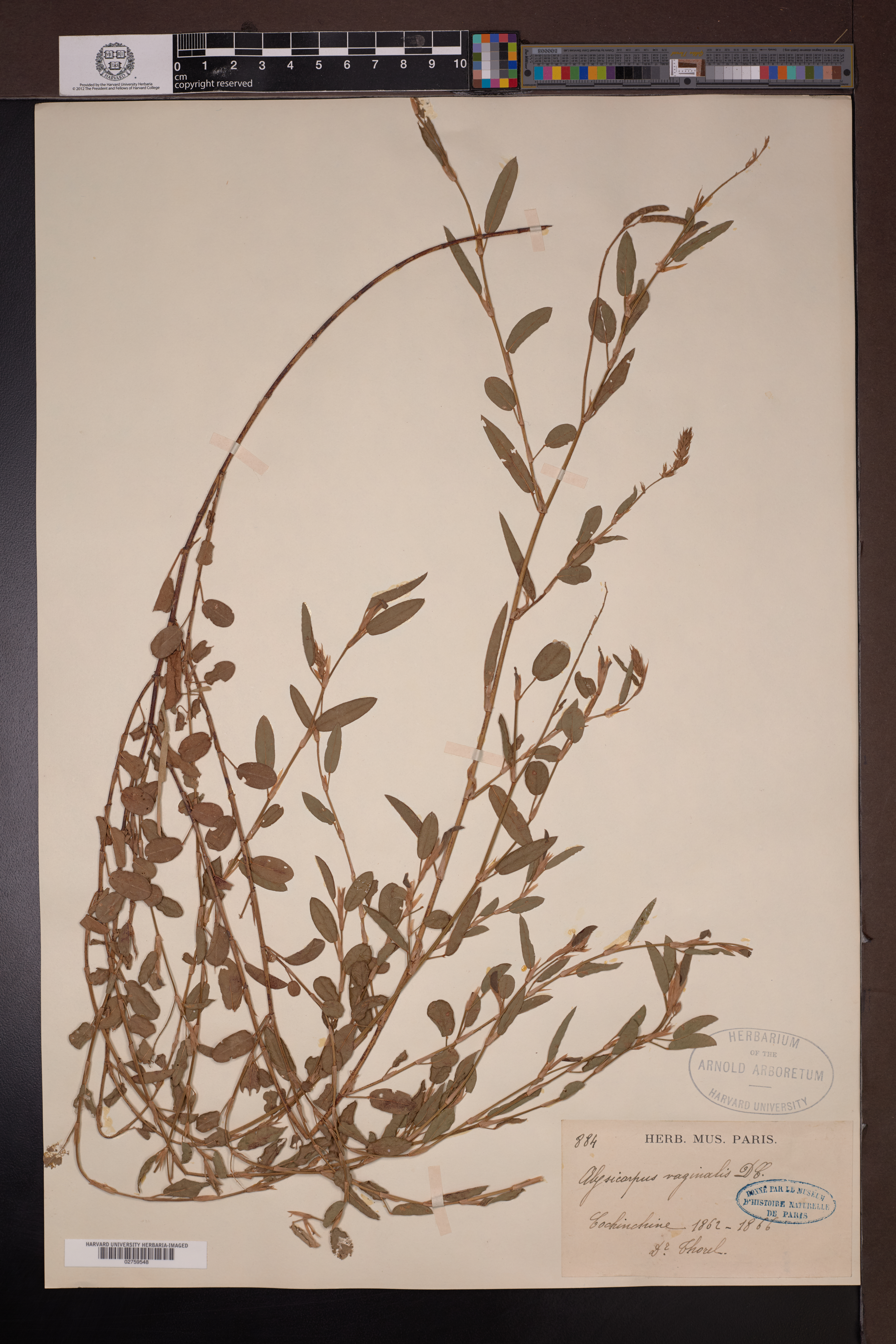 Alysicarpus ovalifolius (Alysicarpus ovalifolius)