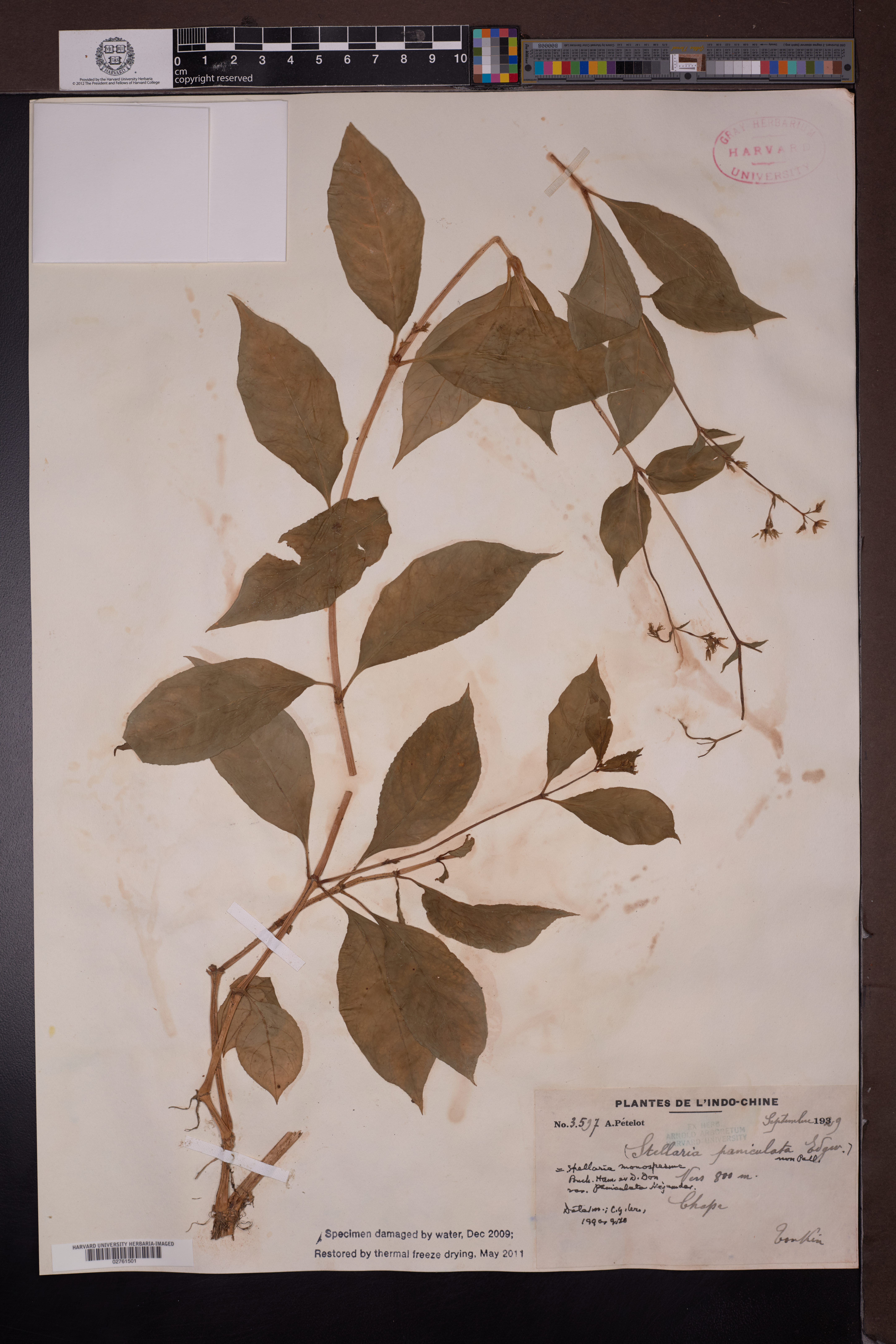 Schizotechium paniculatum — ảnh 3