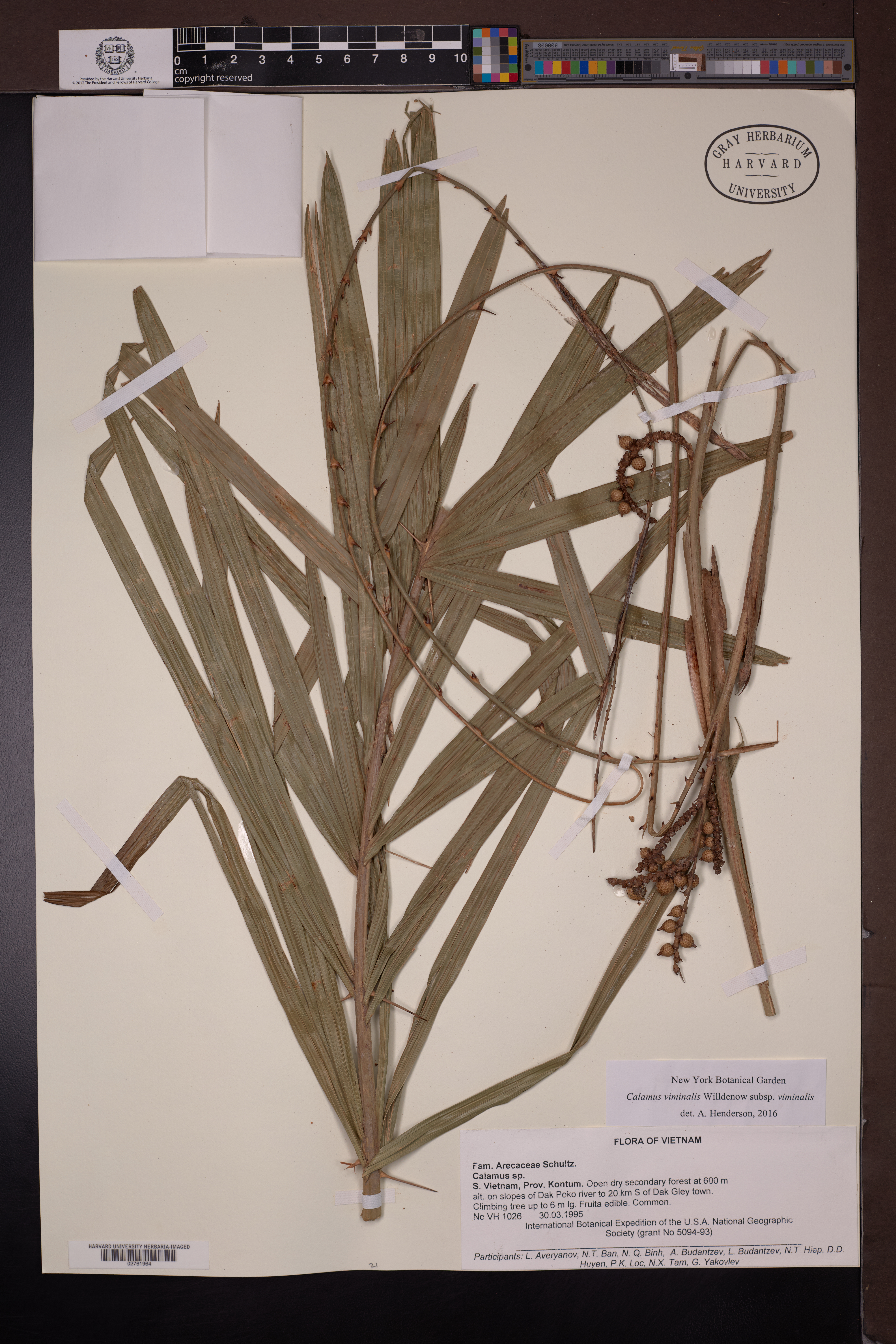 Calamus reinwardtii — ảnh 2