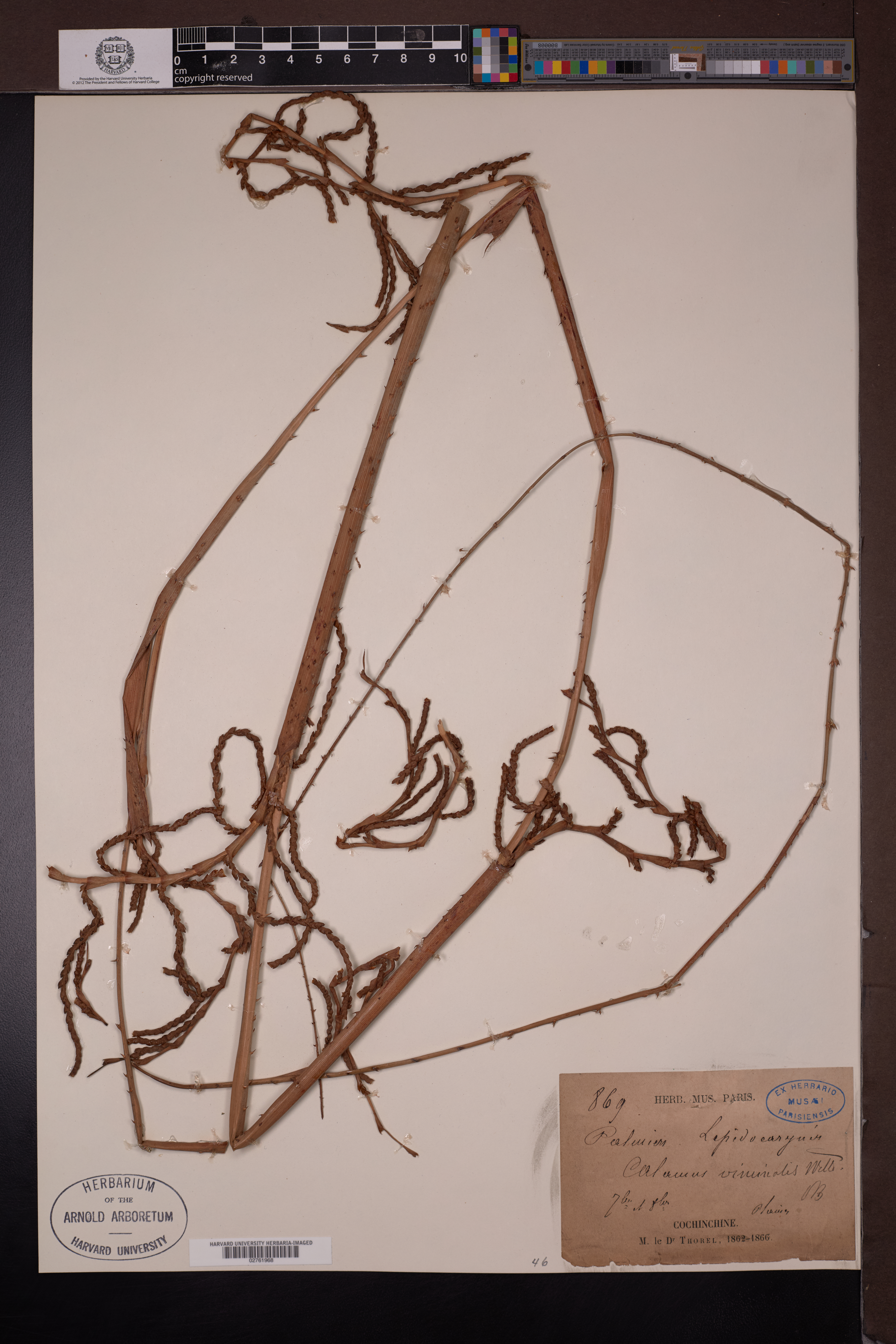 Calamus reinwardtii — ảnh 3