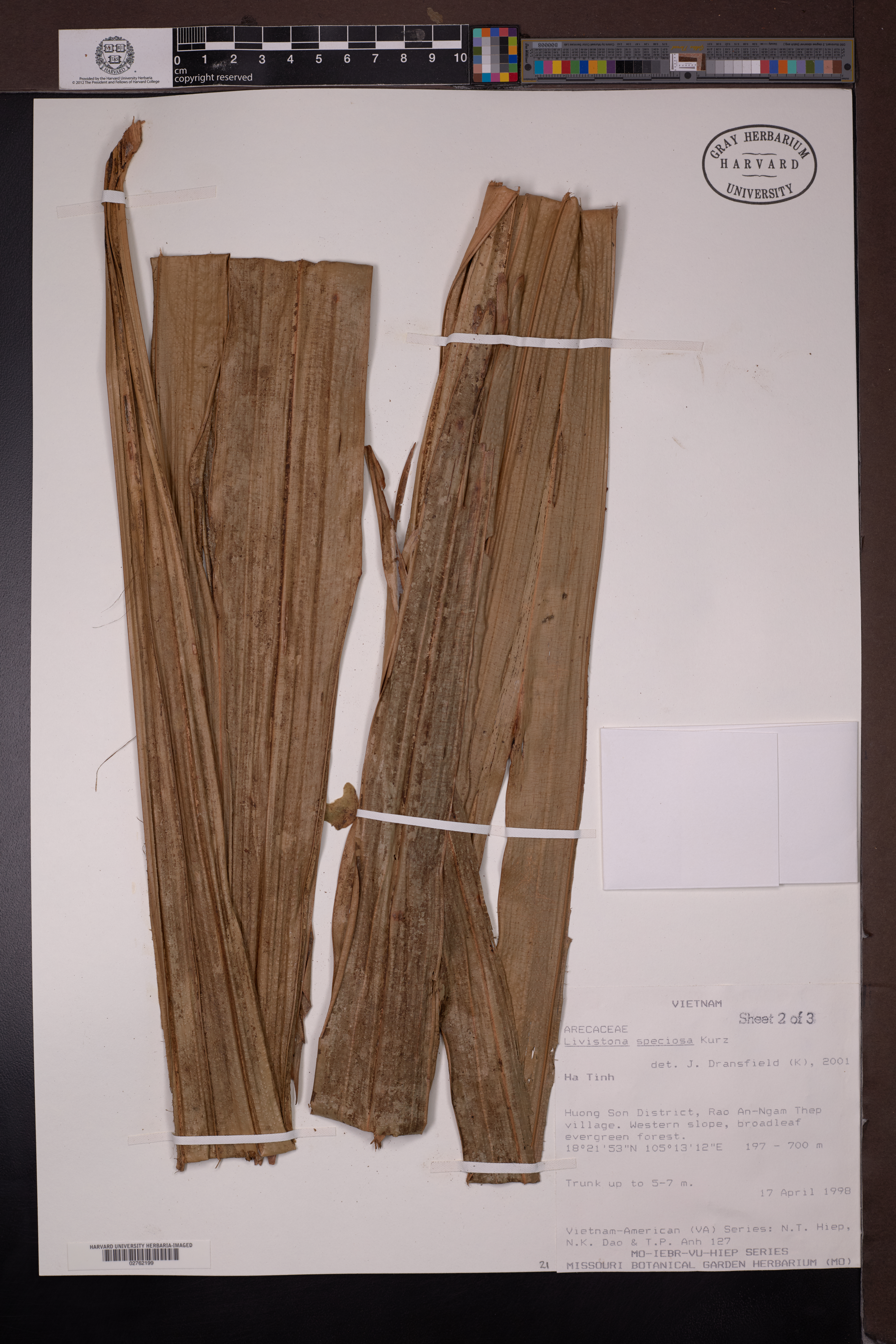 Livistona speciosa — ảnh 3