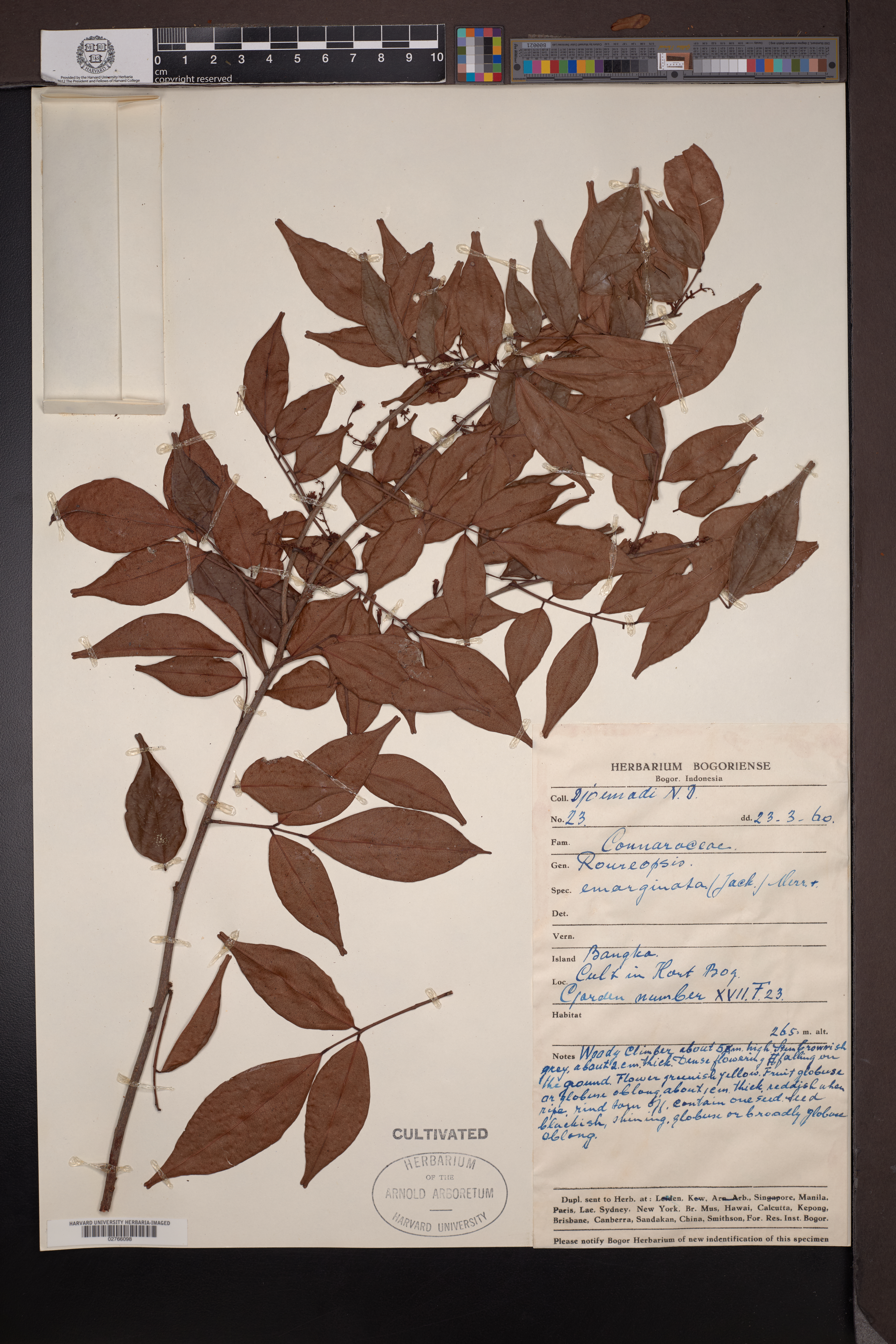 Rourea emarginata