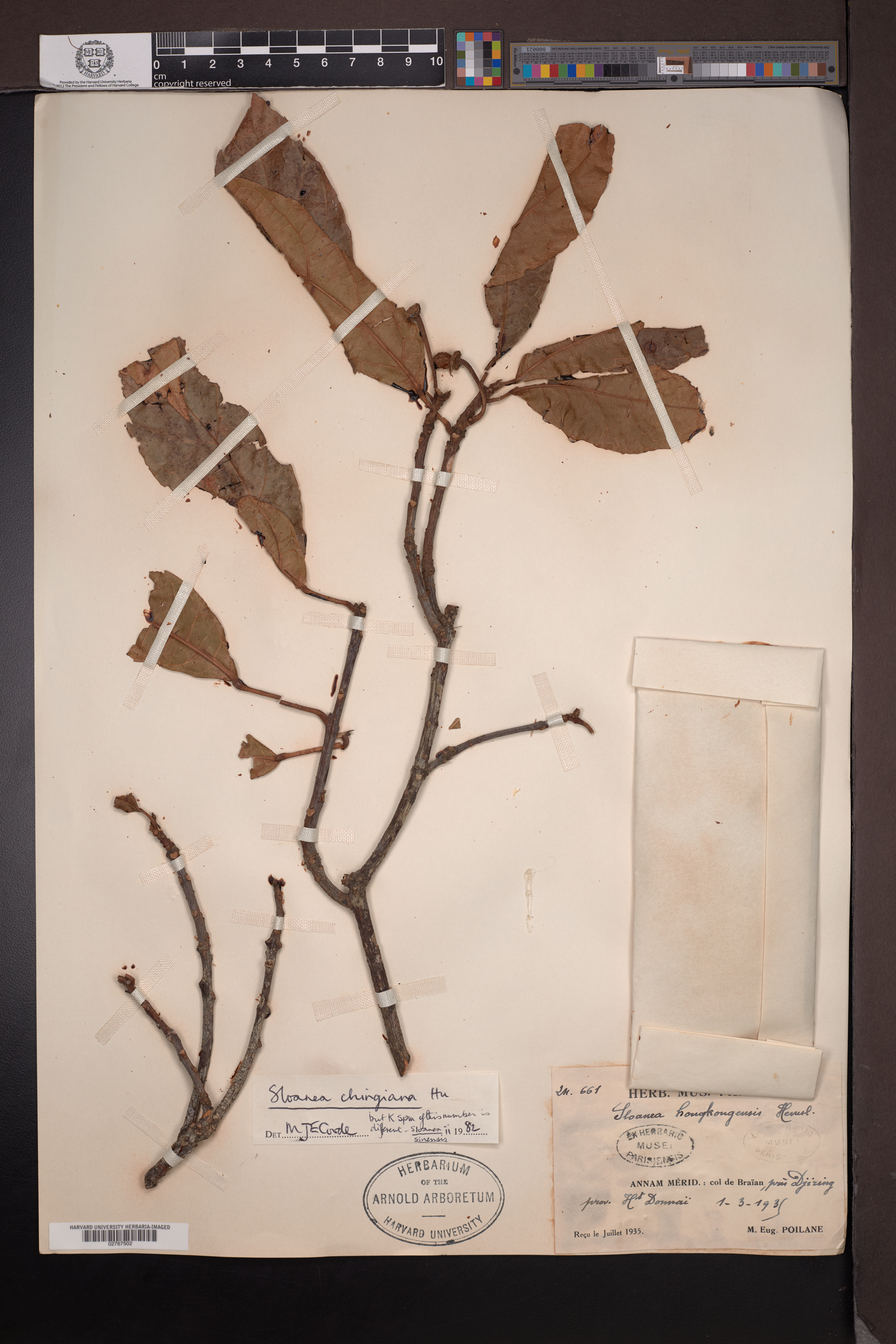 Sloanea chingiana — ảnh 2