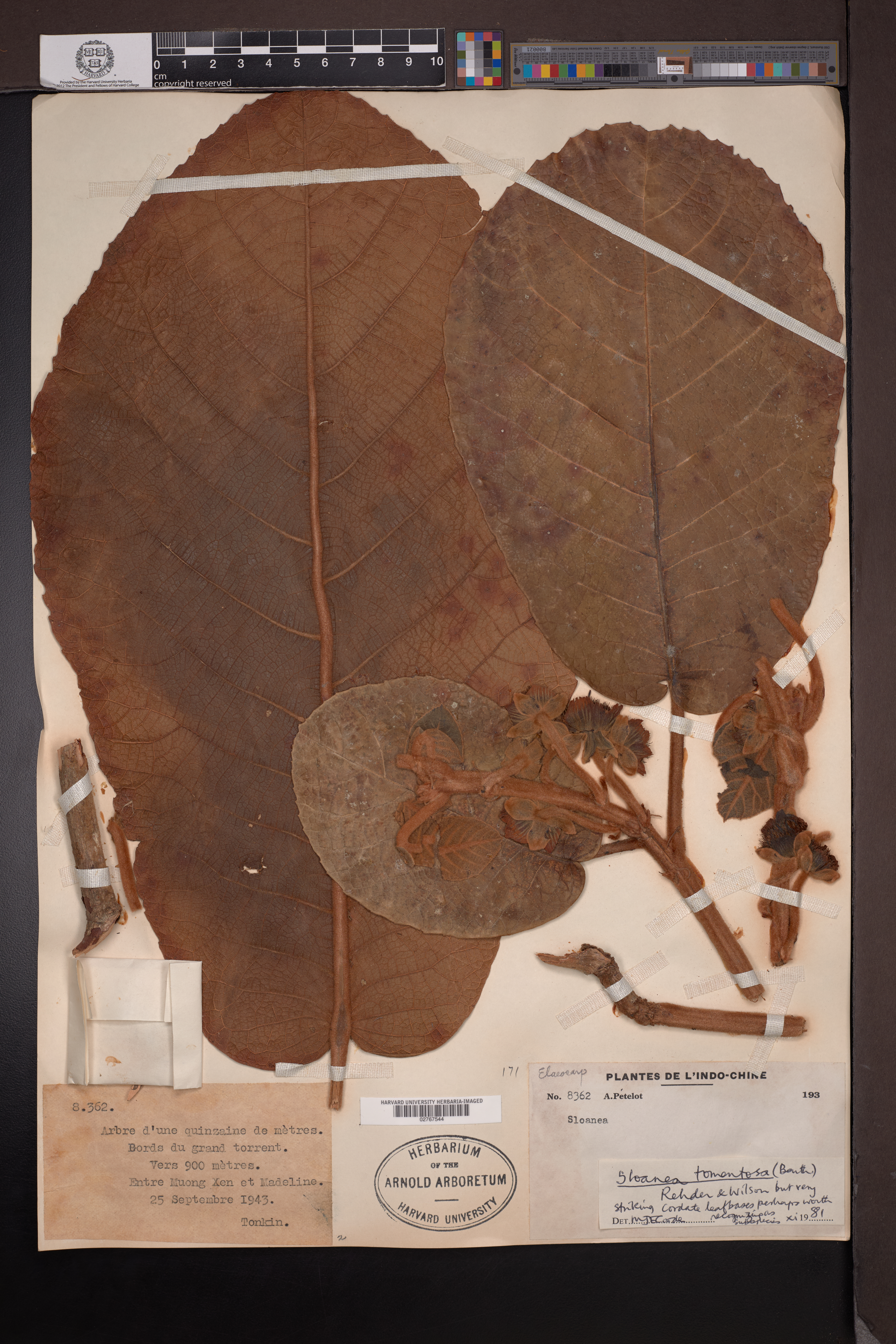 Sloanea tomentosa — ảnh 3