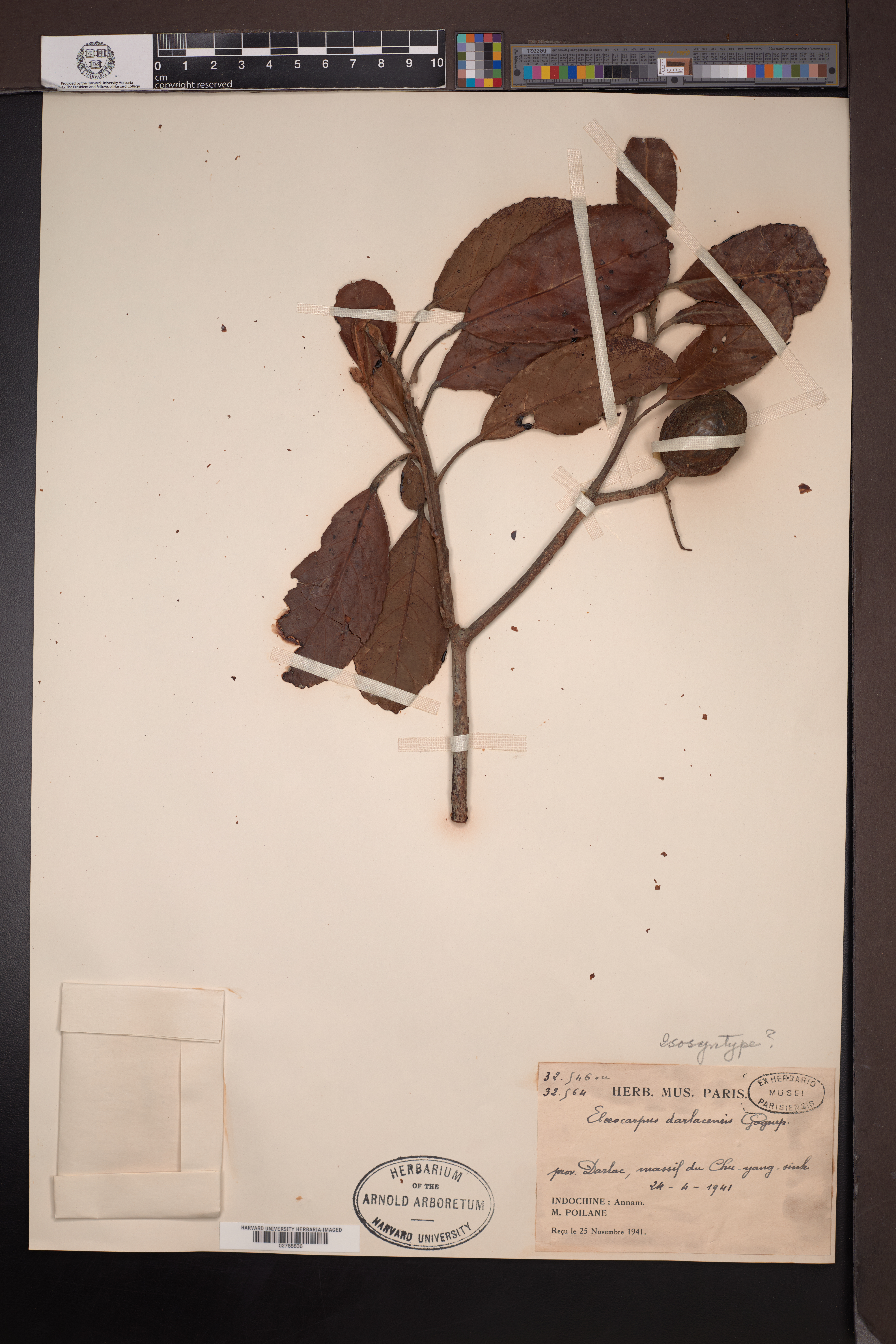 Elaeocarpus darlacensis — ảnh 3