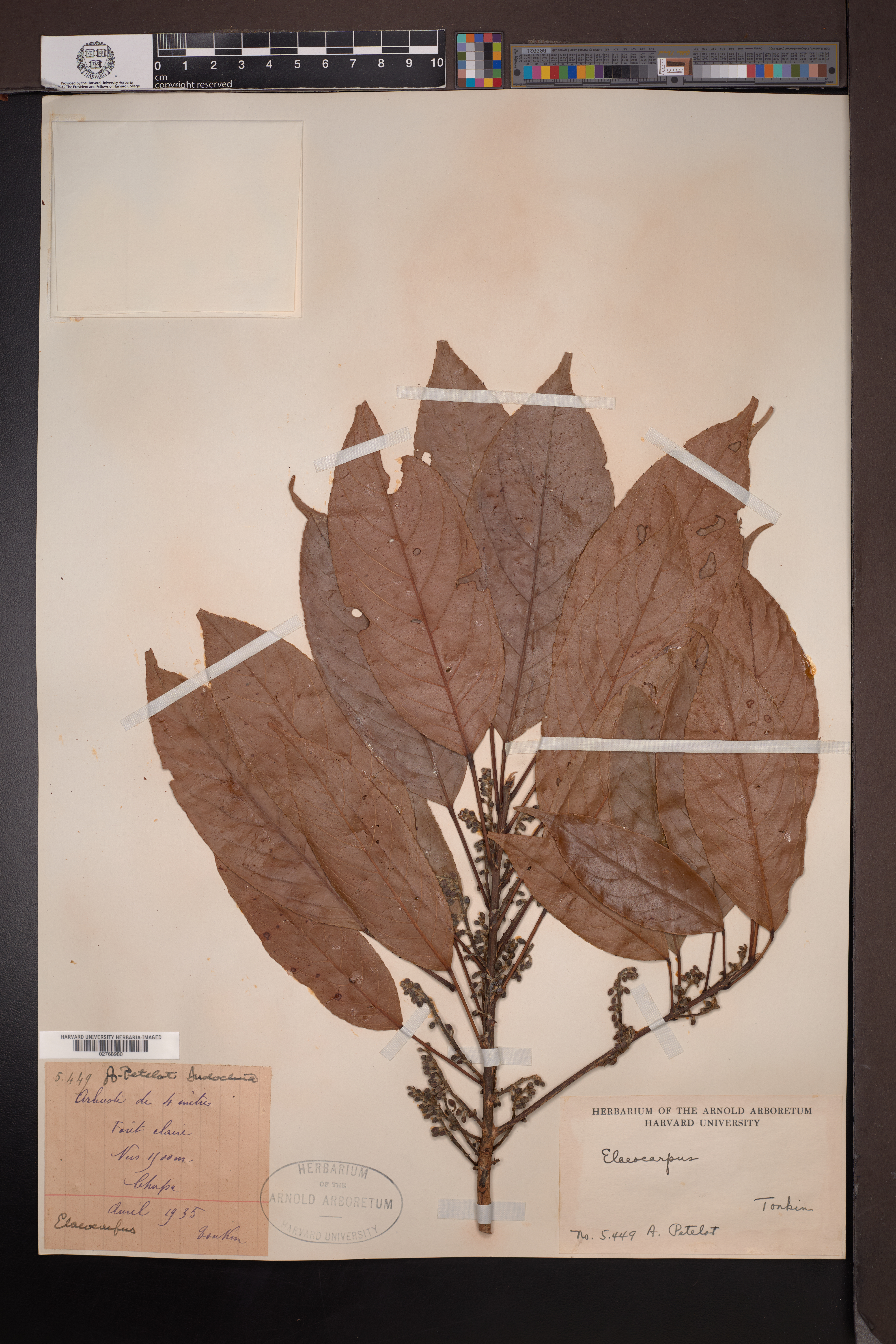 Elaeocarpus lacunosus (Elaeocarpus lacunosus)