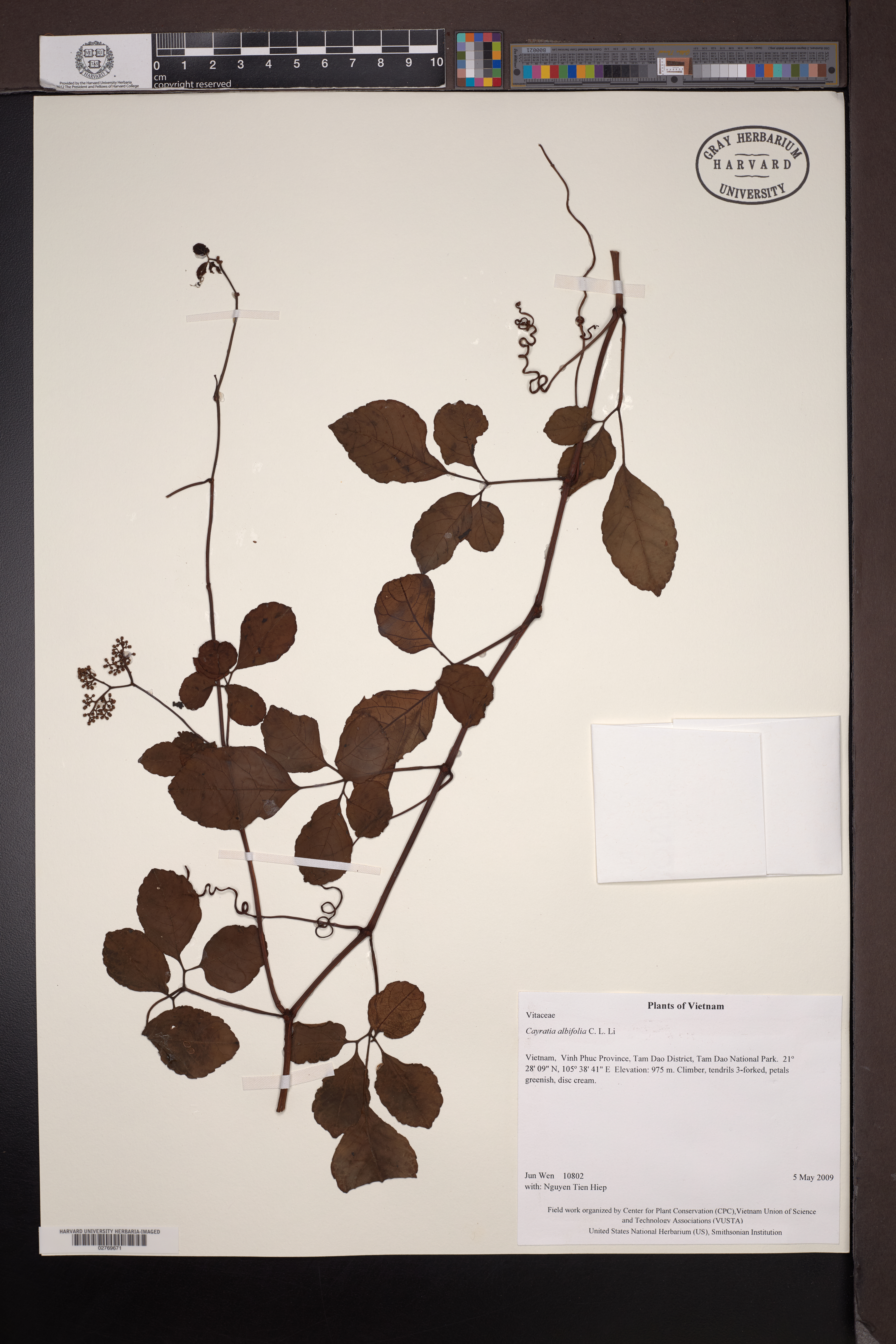 Cayratia albifolia (Cayratia albifolia)