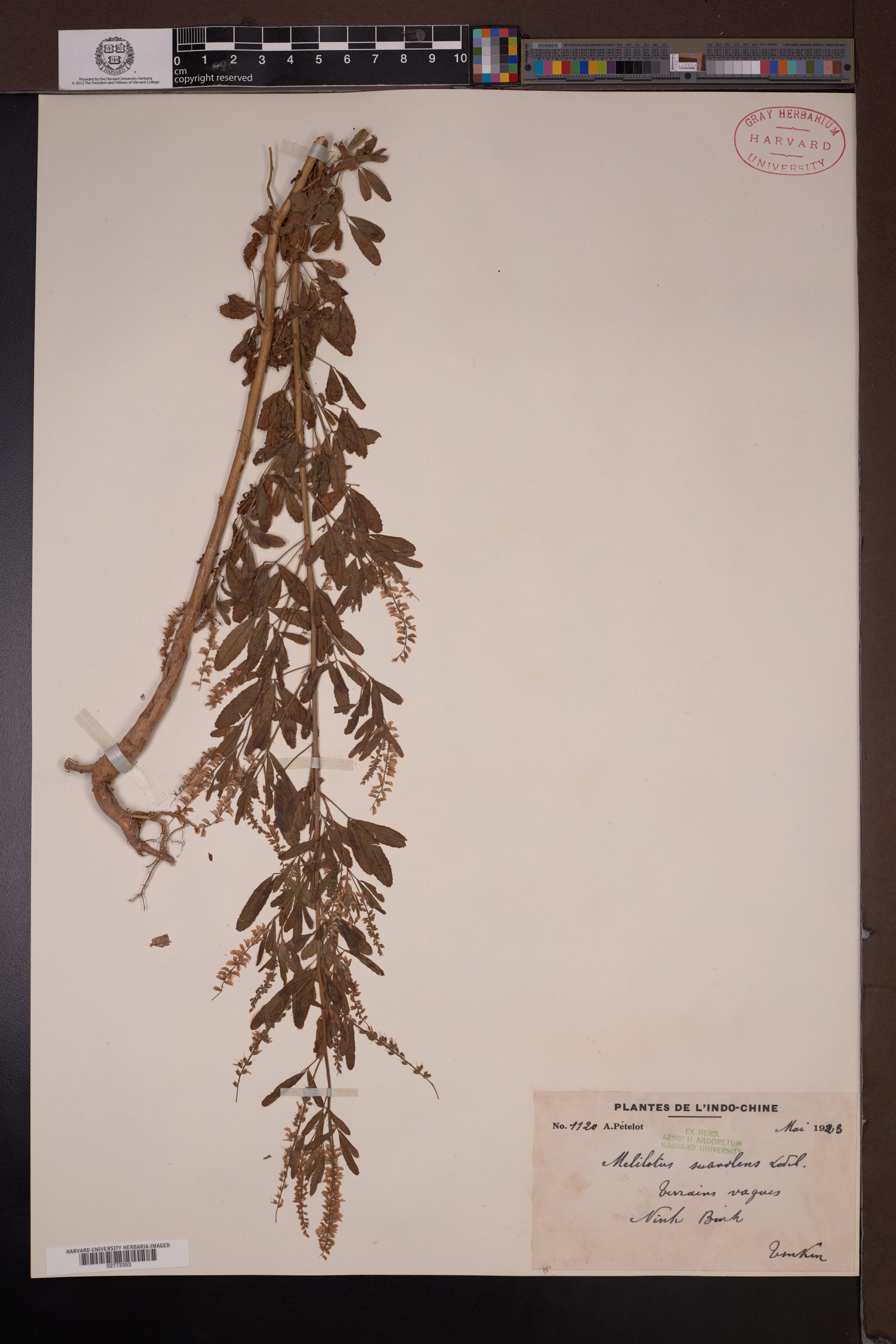 Melilotus officinalis (Melilotus officinalis)