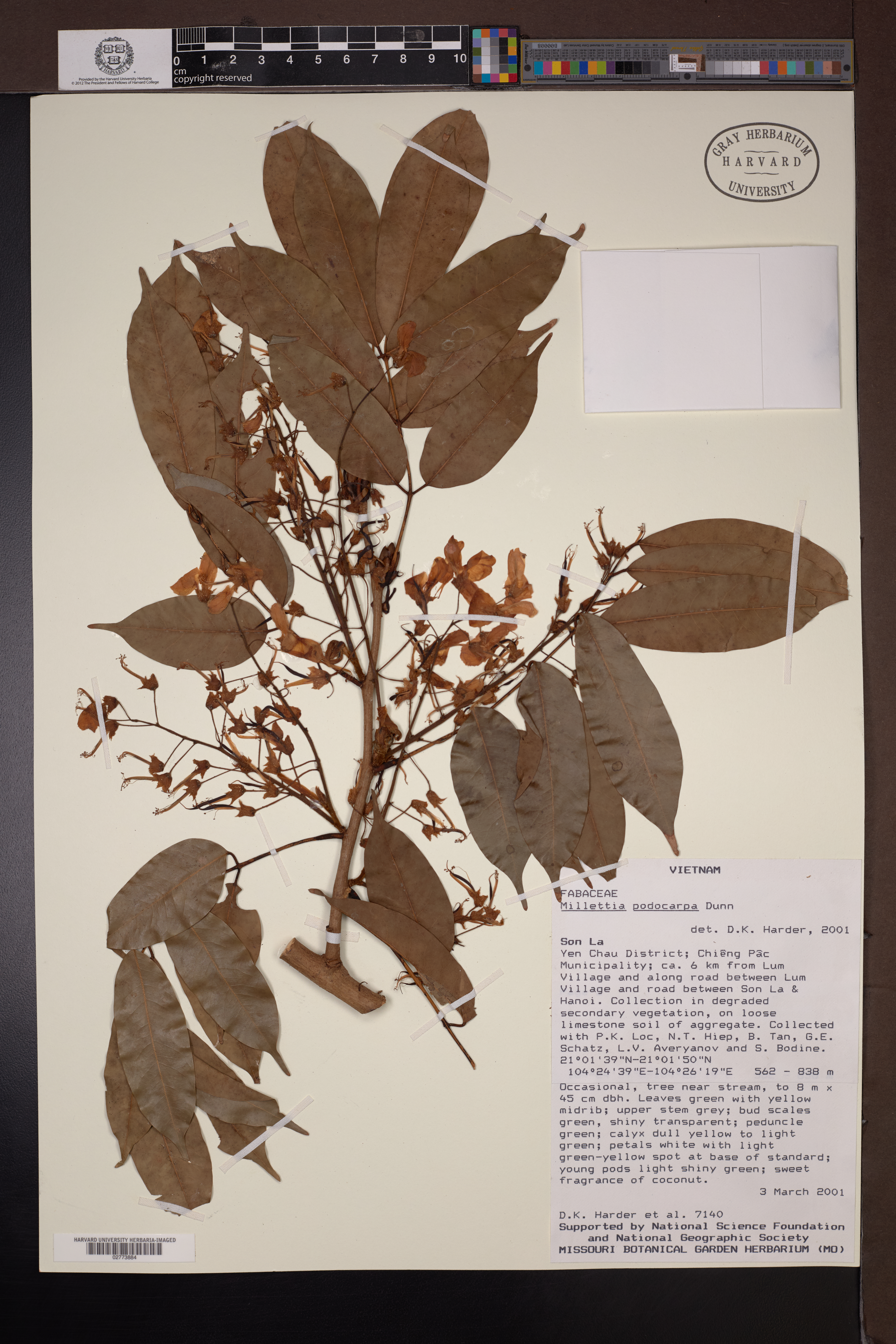 Millettia podocarpa — ảnh 3