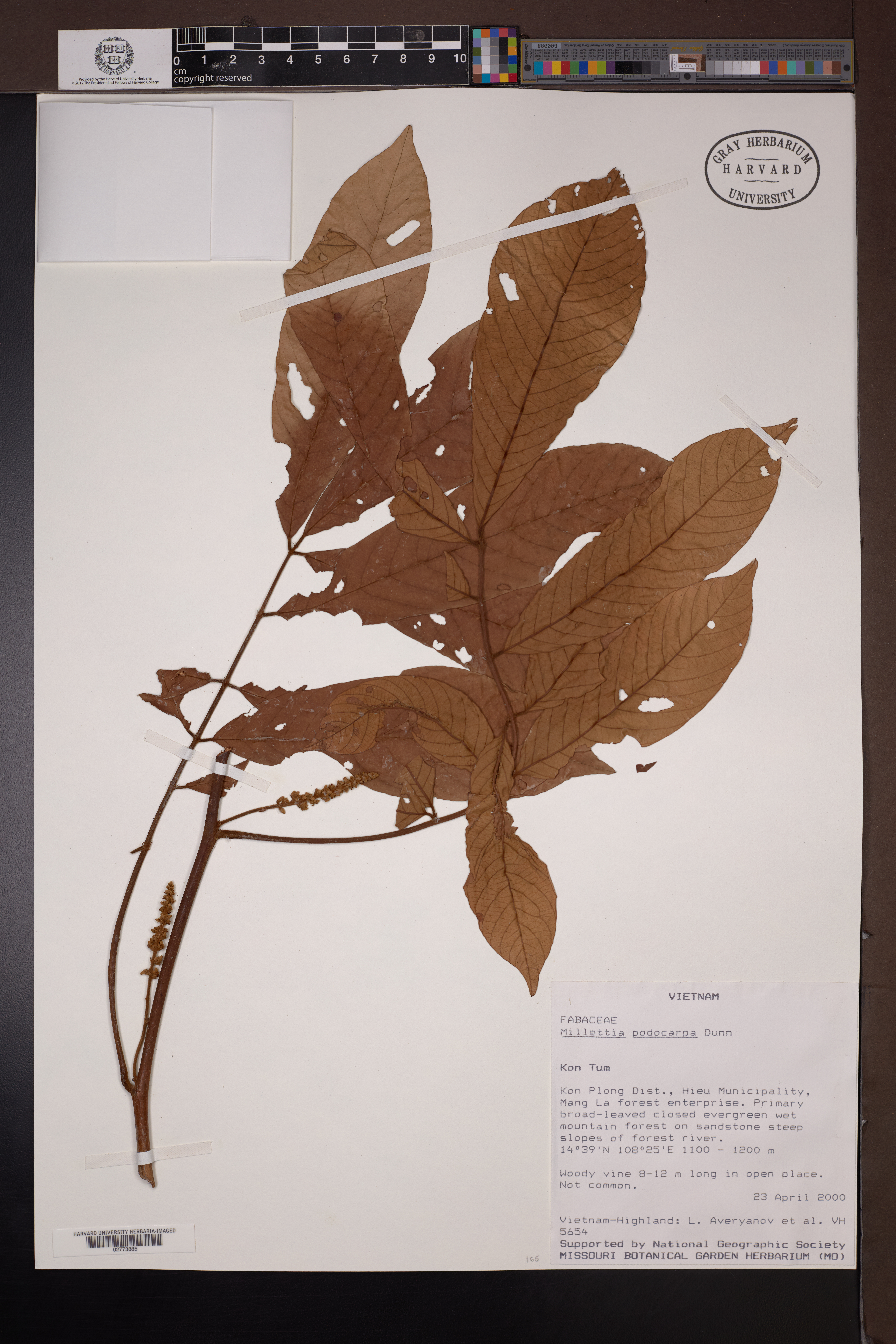 Millettia podocarpa — ảnh 2