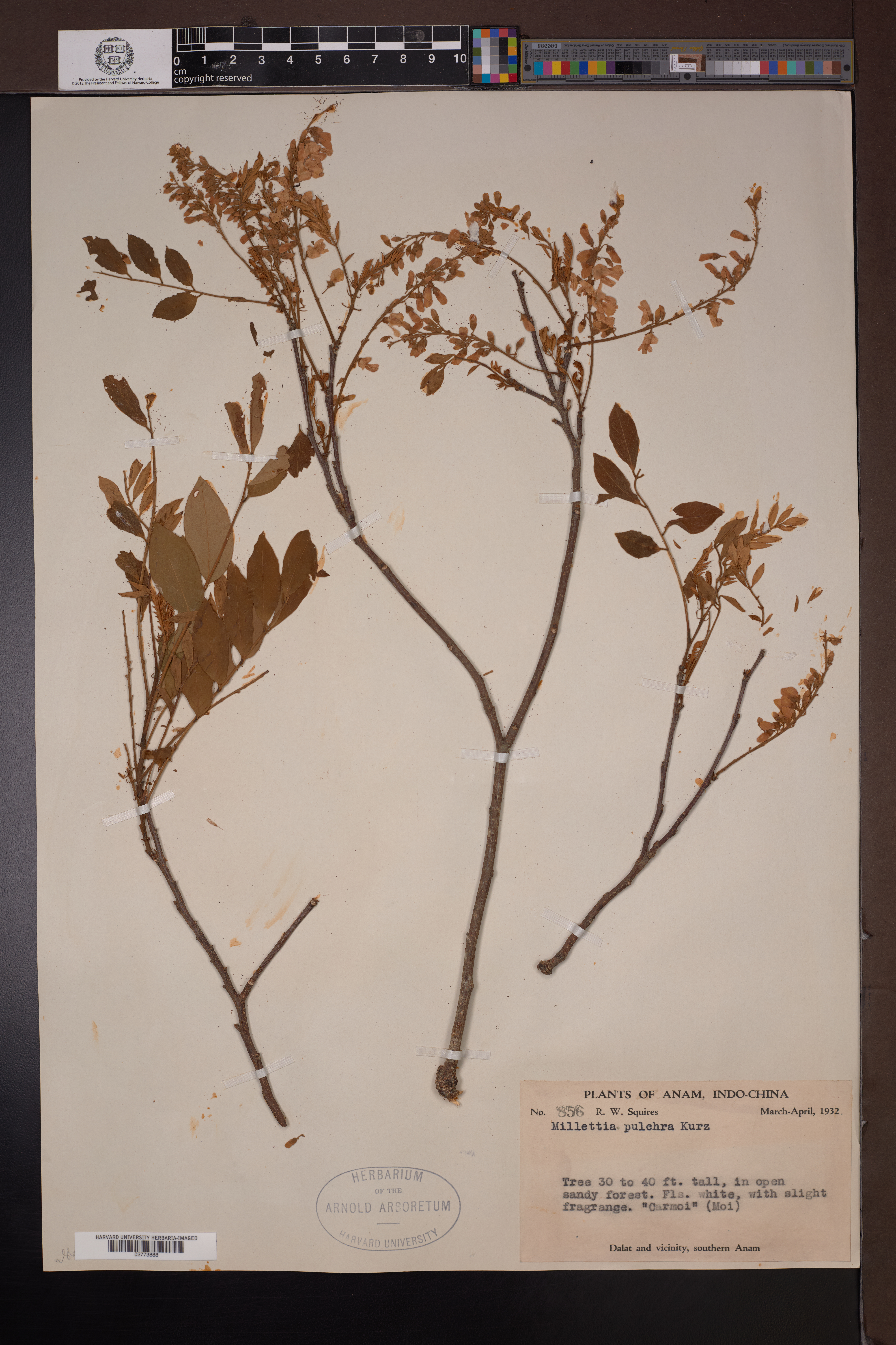 Millettia pulchra — ảnh 3