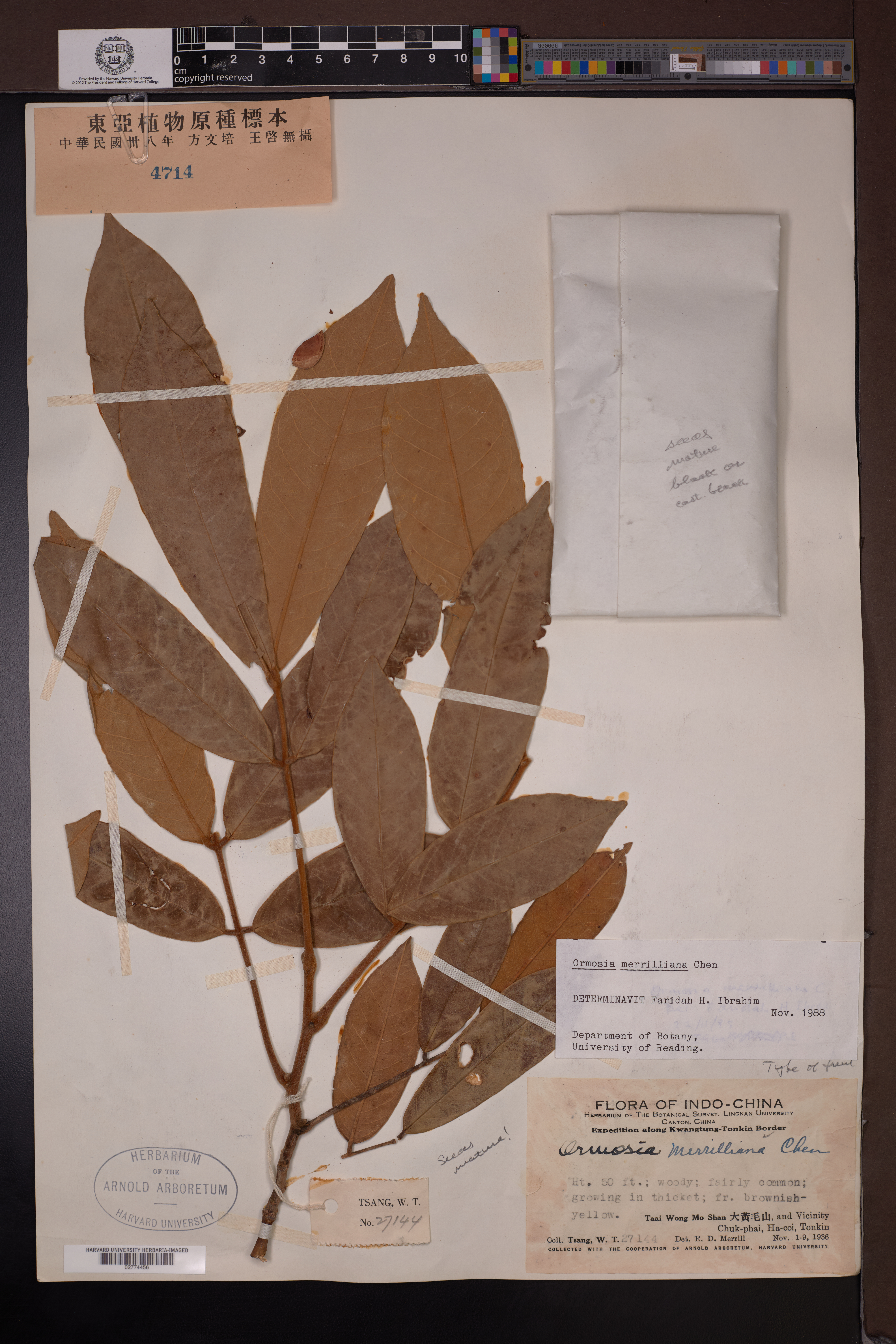 Ormosia merrilliana — ảnh 2
