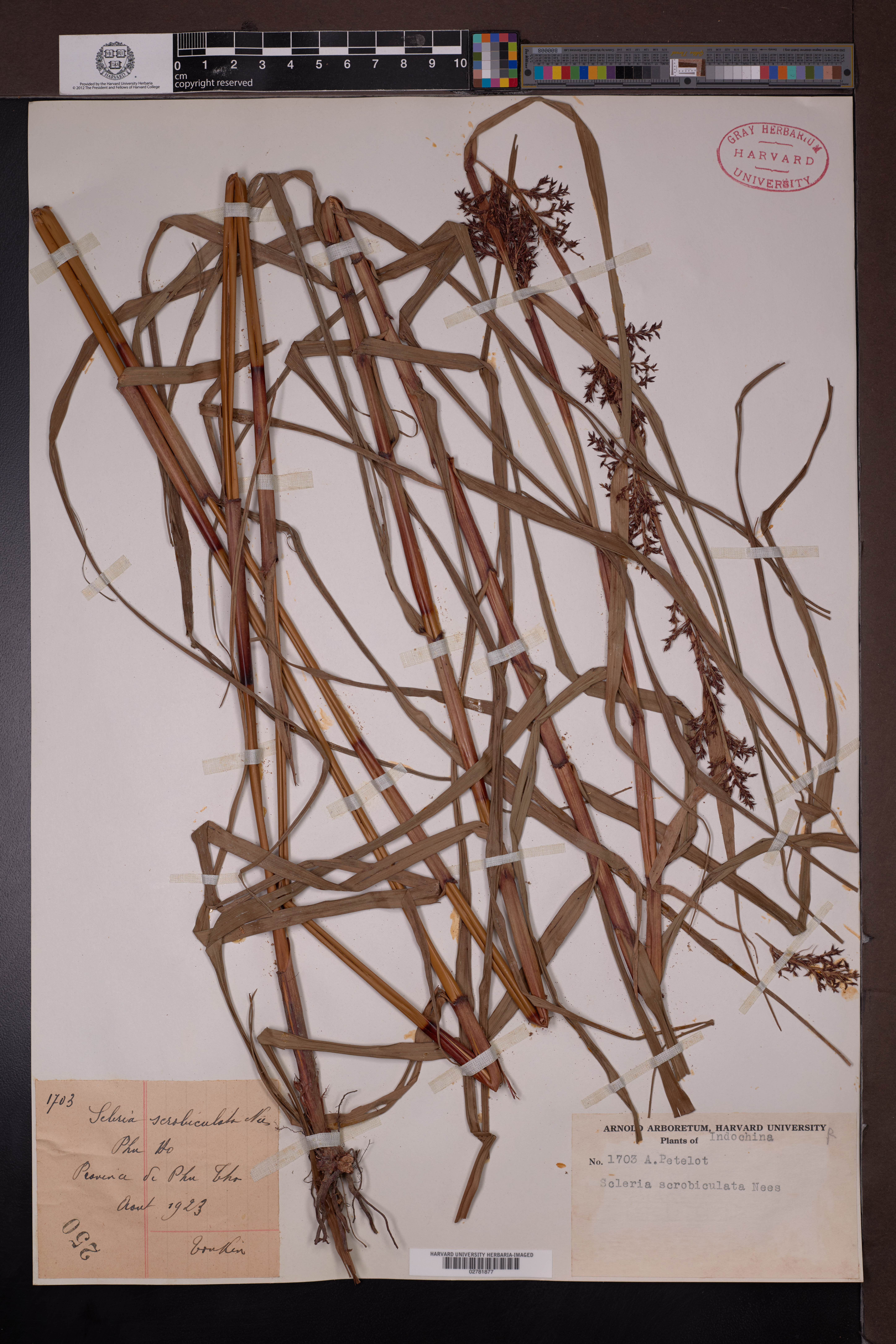 Scleria scrobiculata (Scleria scrobiculata)