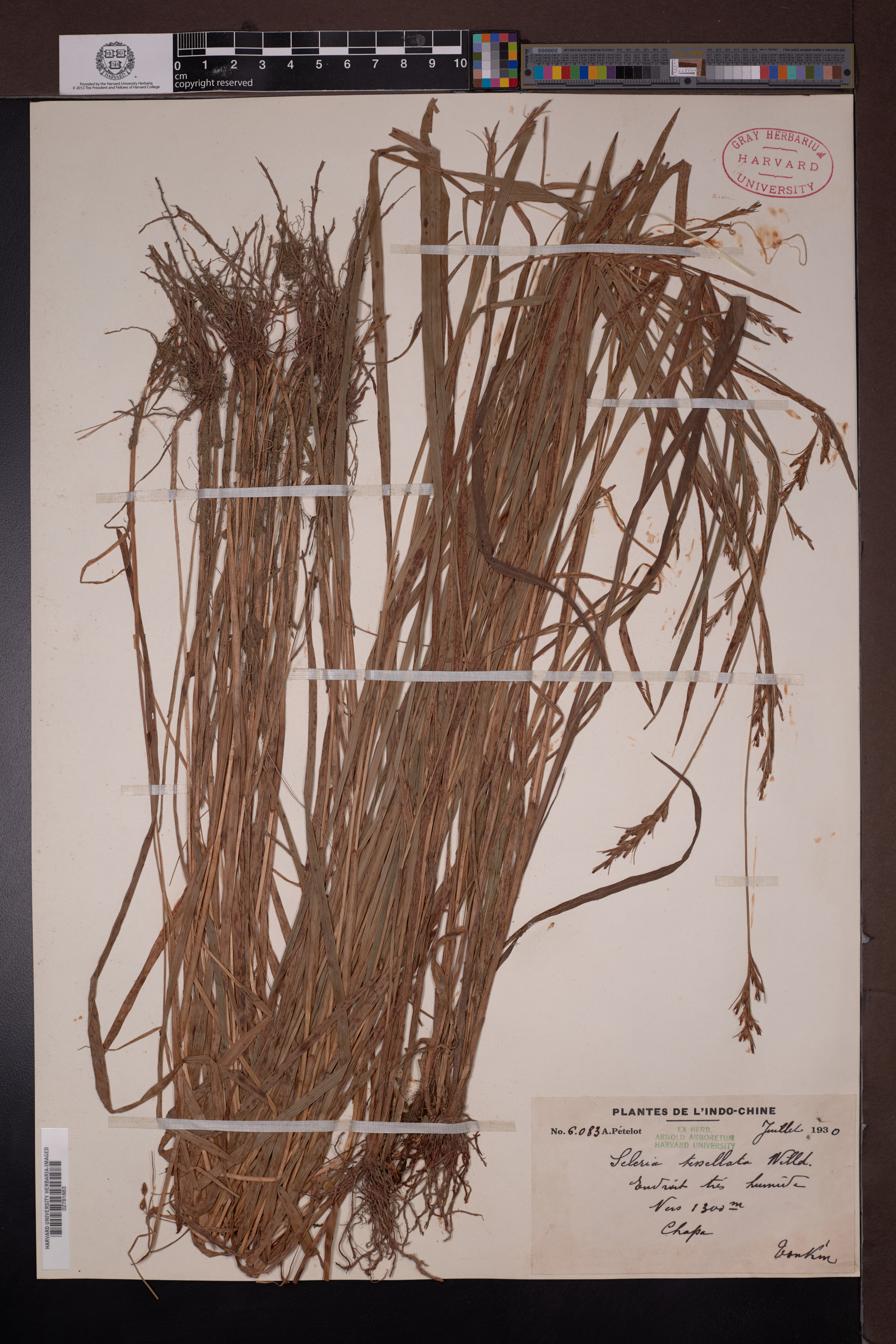 Scleria tessellata (Scleria tessellata)