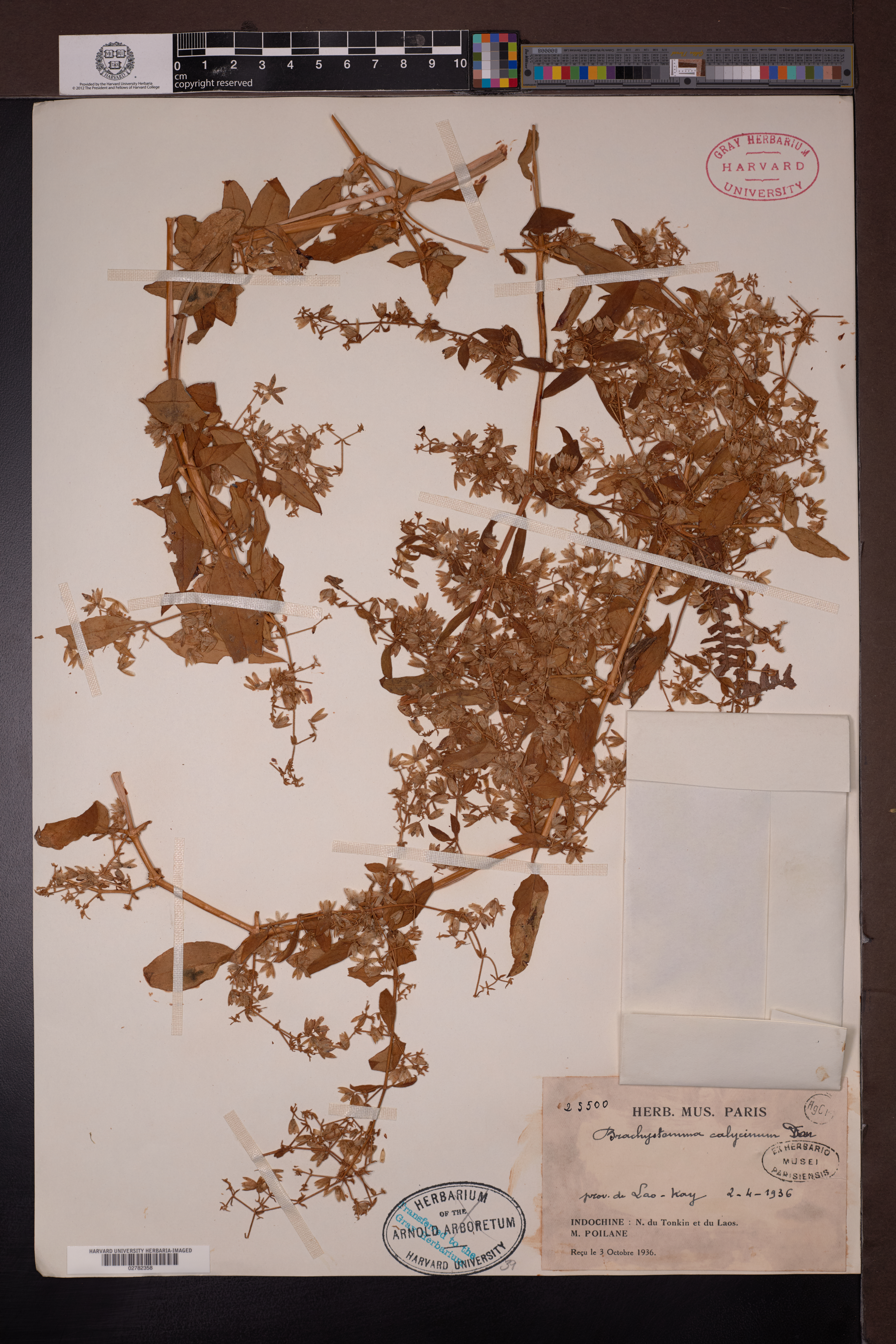 Brachystemma calycinum (Brachystemma calycinum)