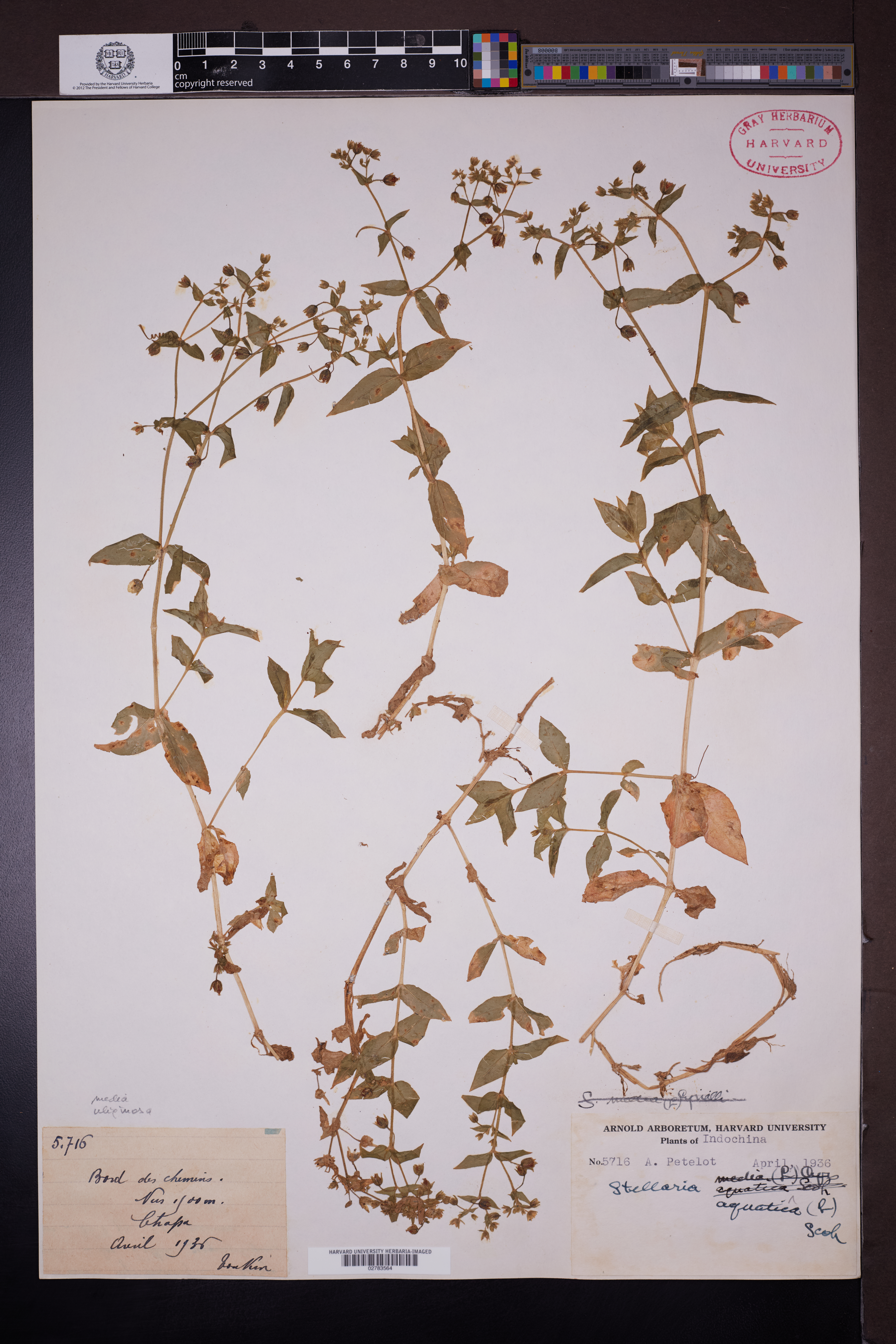 Stellaria aquatica — ảnh 3